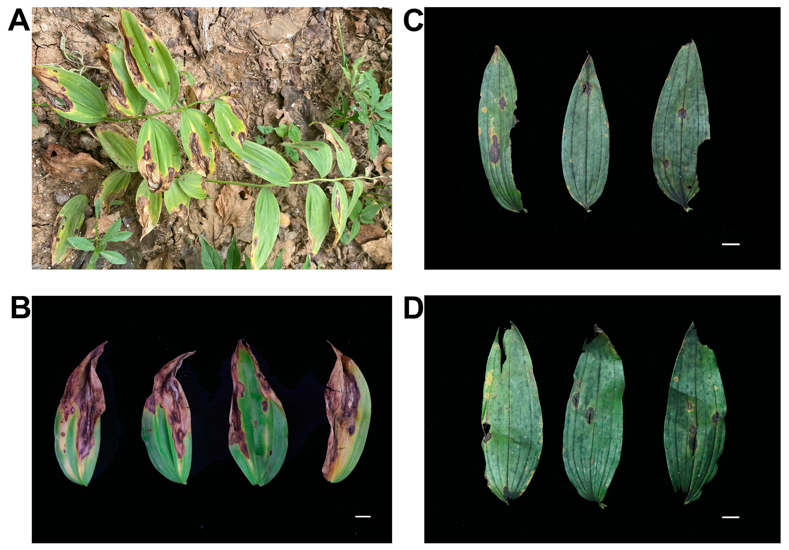 Agronomy 15 01215 g001