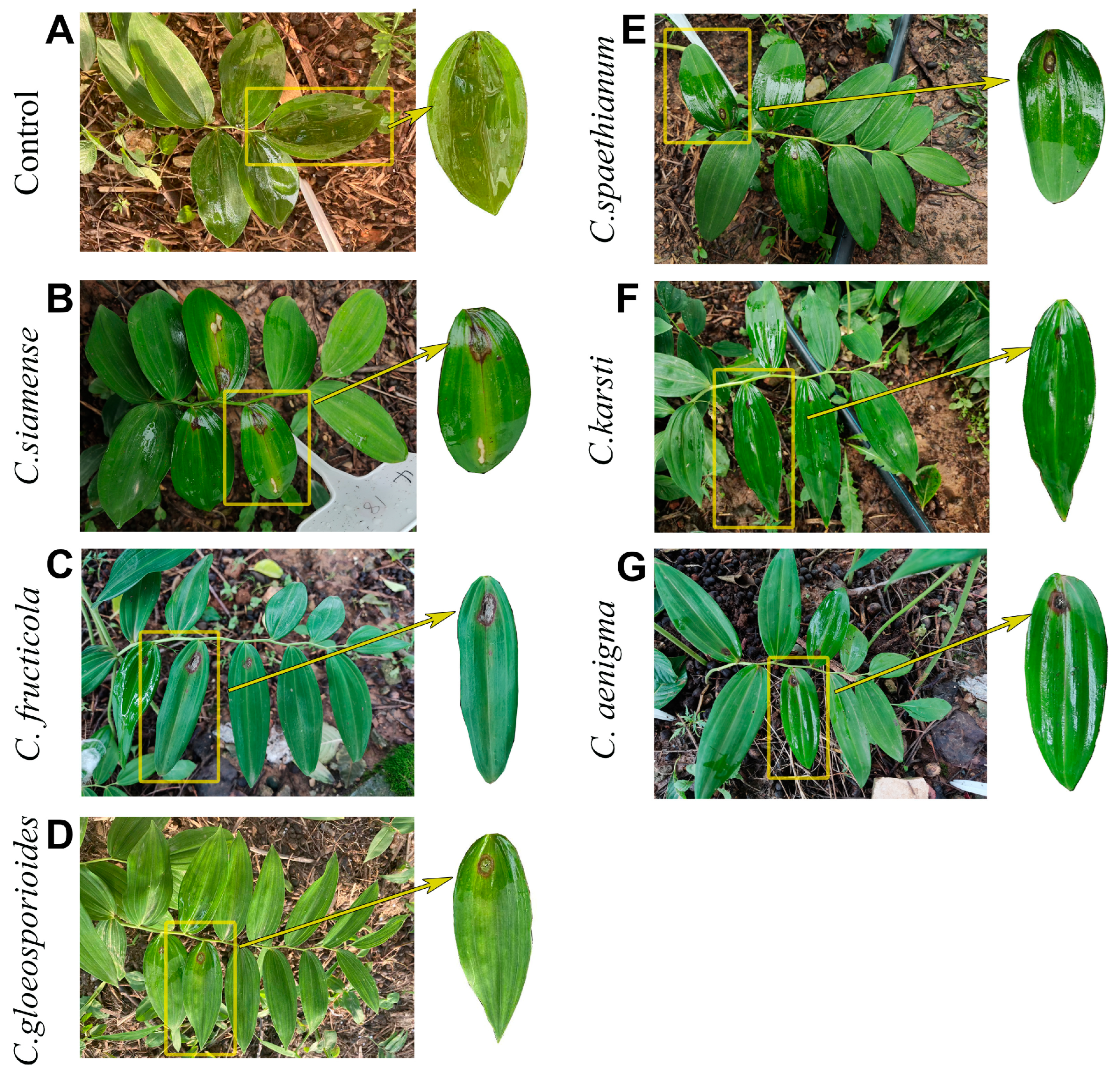 Agronomy 15 01215 g005