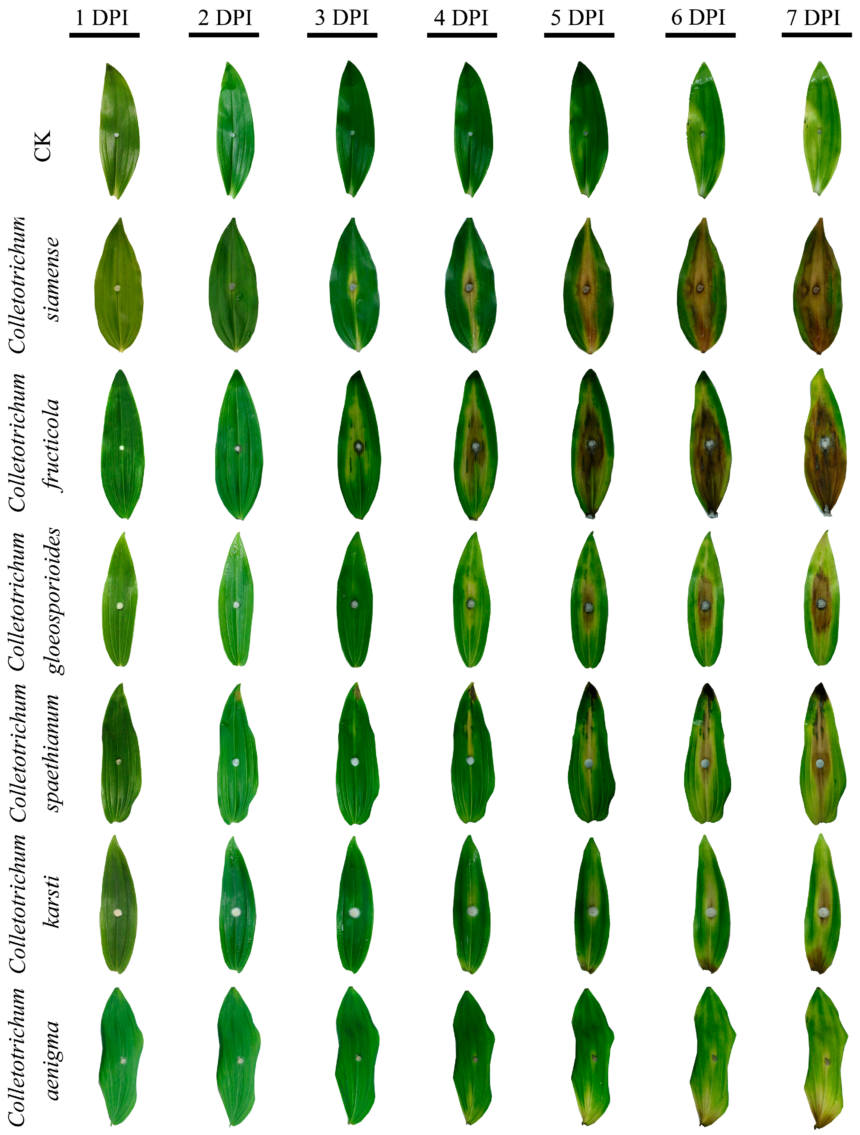Agronomy 15 01215 g006