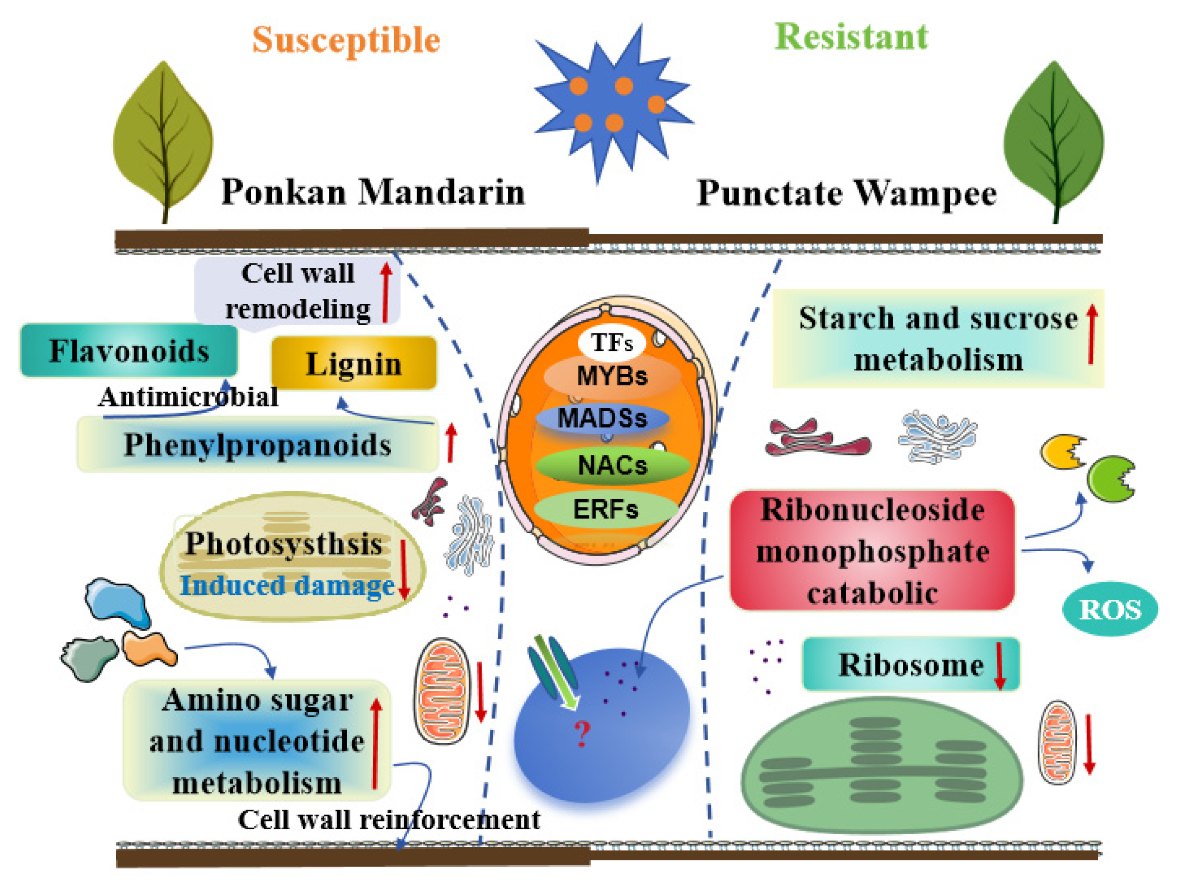 Agronomy 15 01218 g005