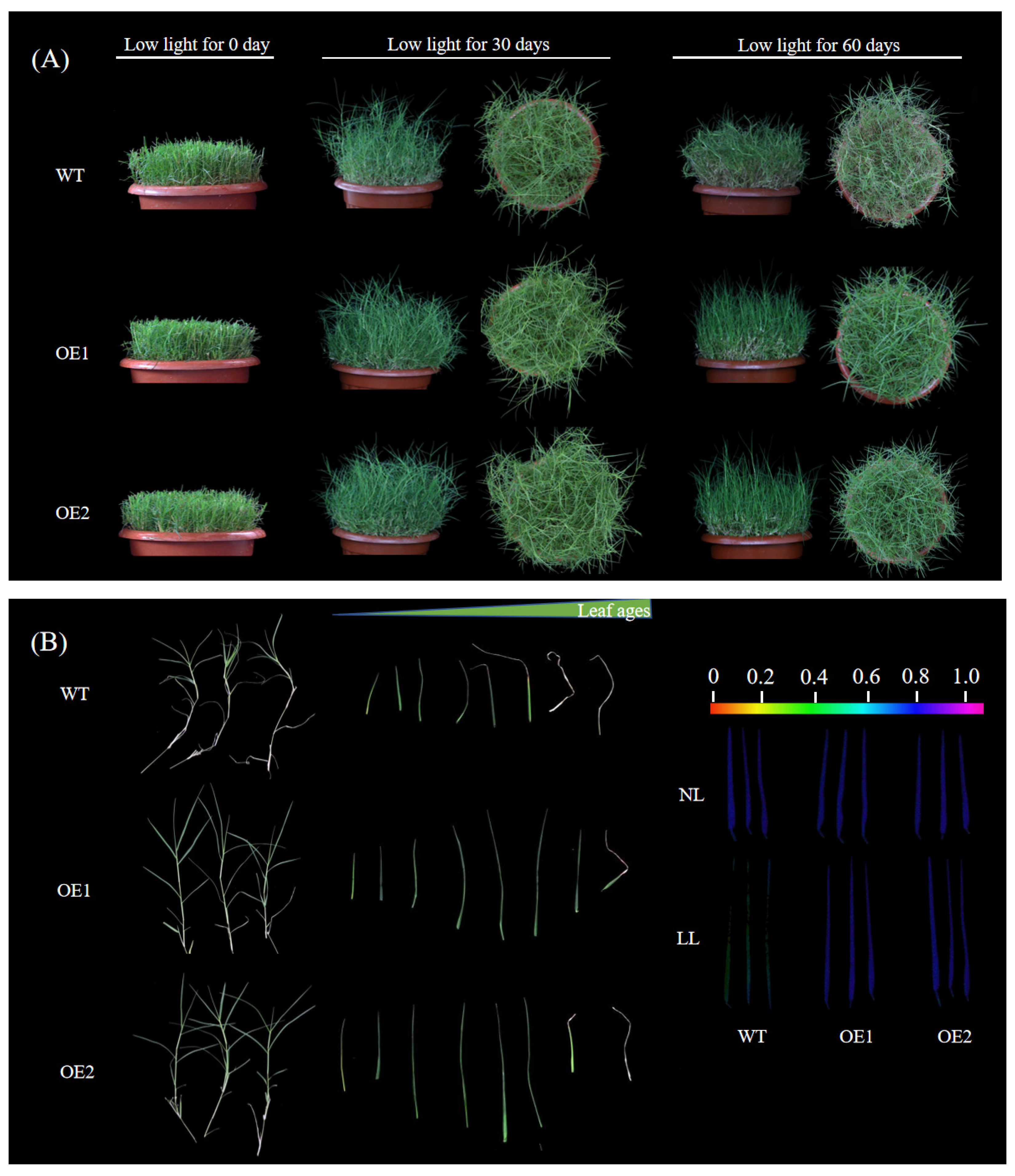 Agronomy 15 01225 g002 Agronomy 15 01225 g002