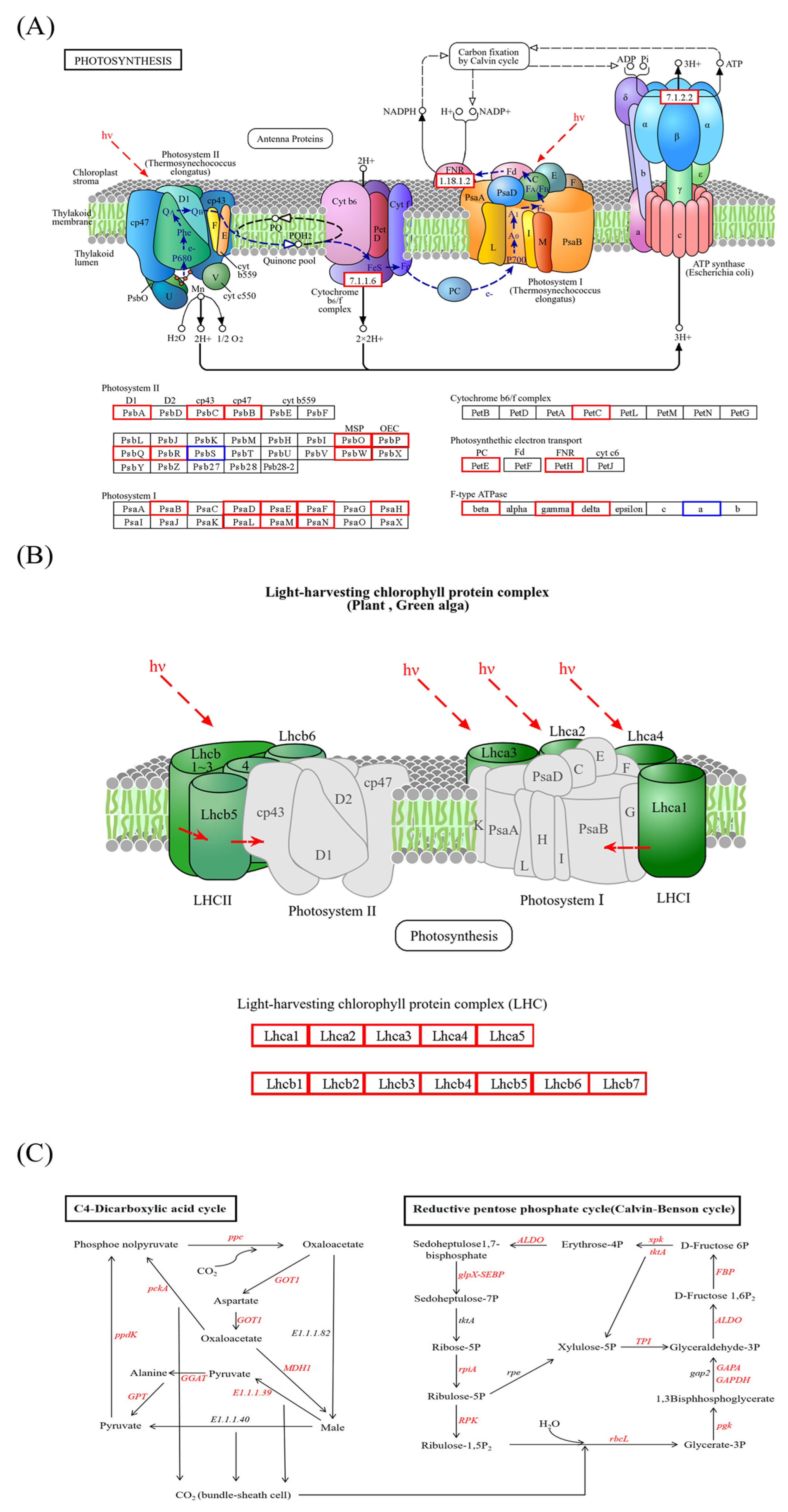 Agronomy 15 01225 g008 Agronomy 15 01225 g008