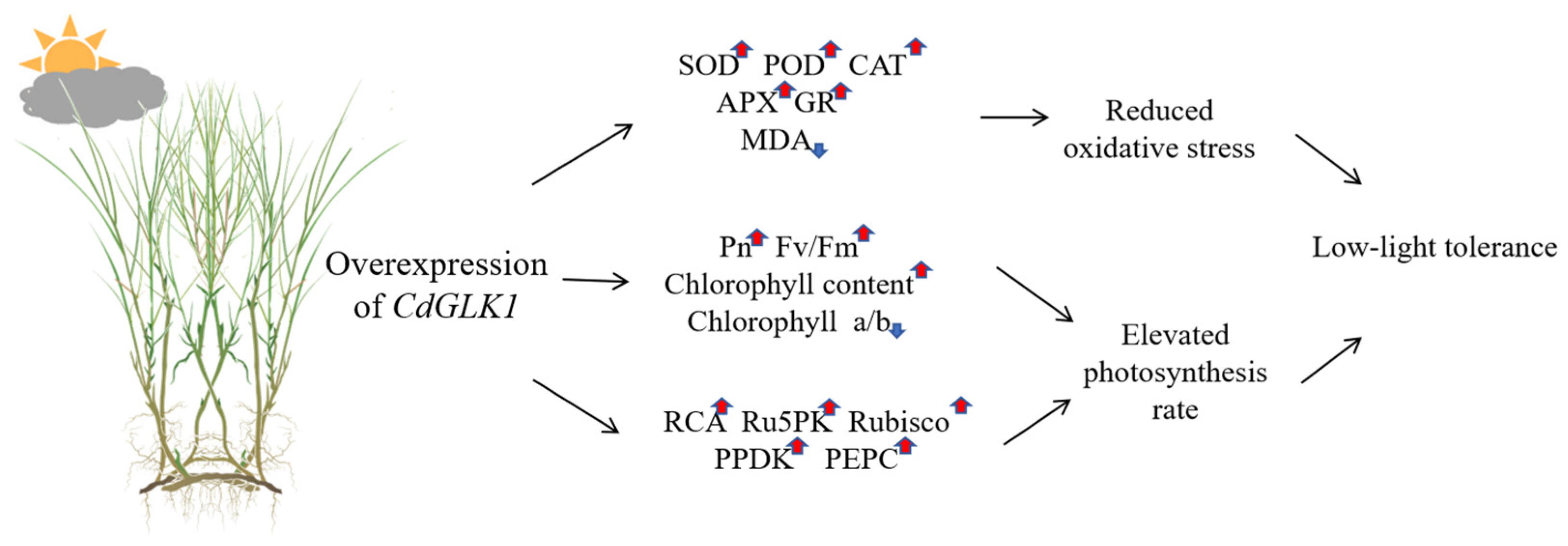 Agronomy 15 01225 g010 Agronomy 15 01225 g010