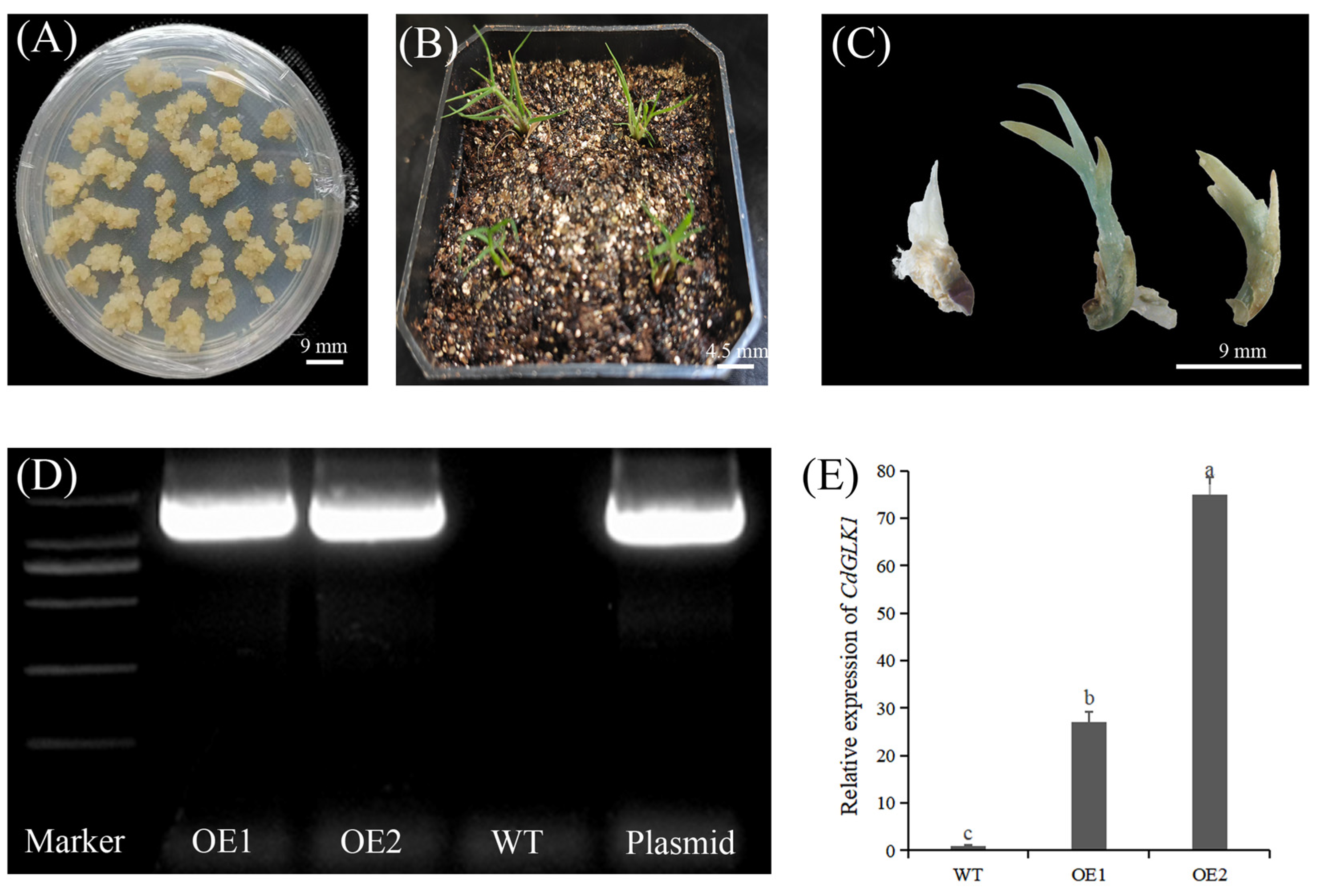 Agronomy 15 01225 g0a1 Agronomy 15 01225 g0a1