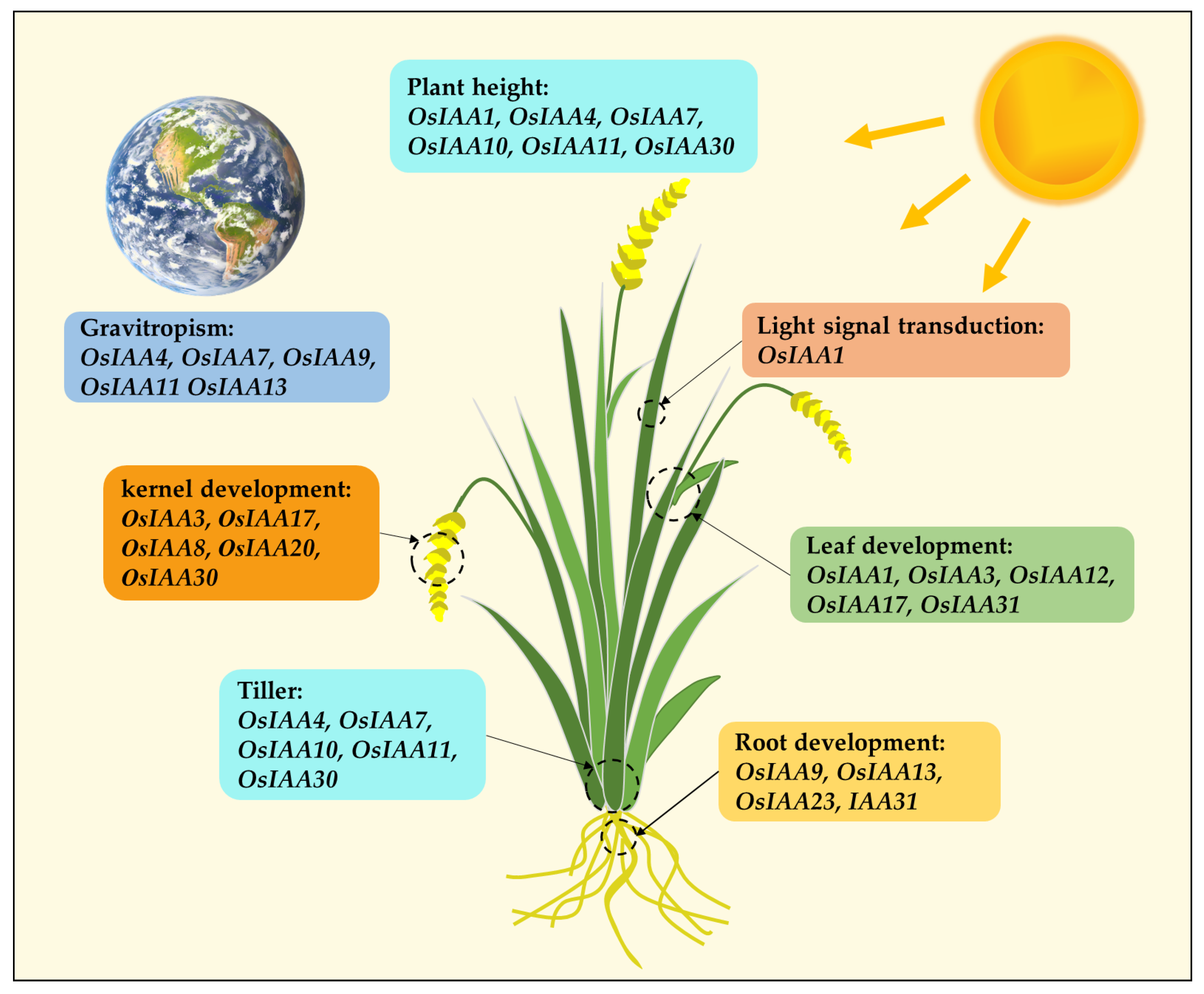 Agronomy 15 01228 g005