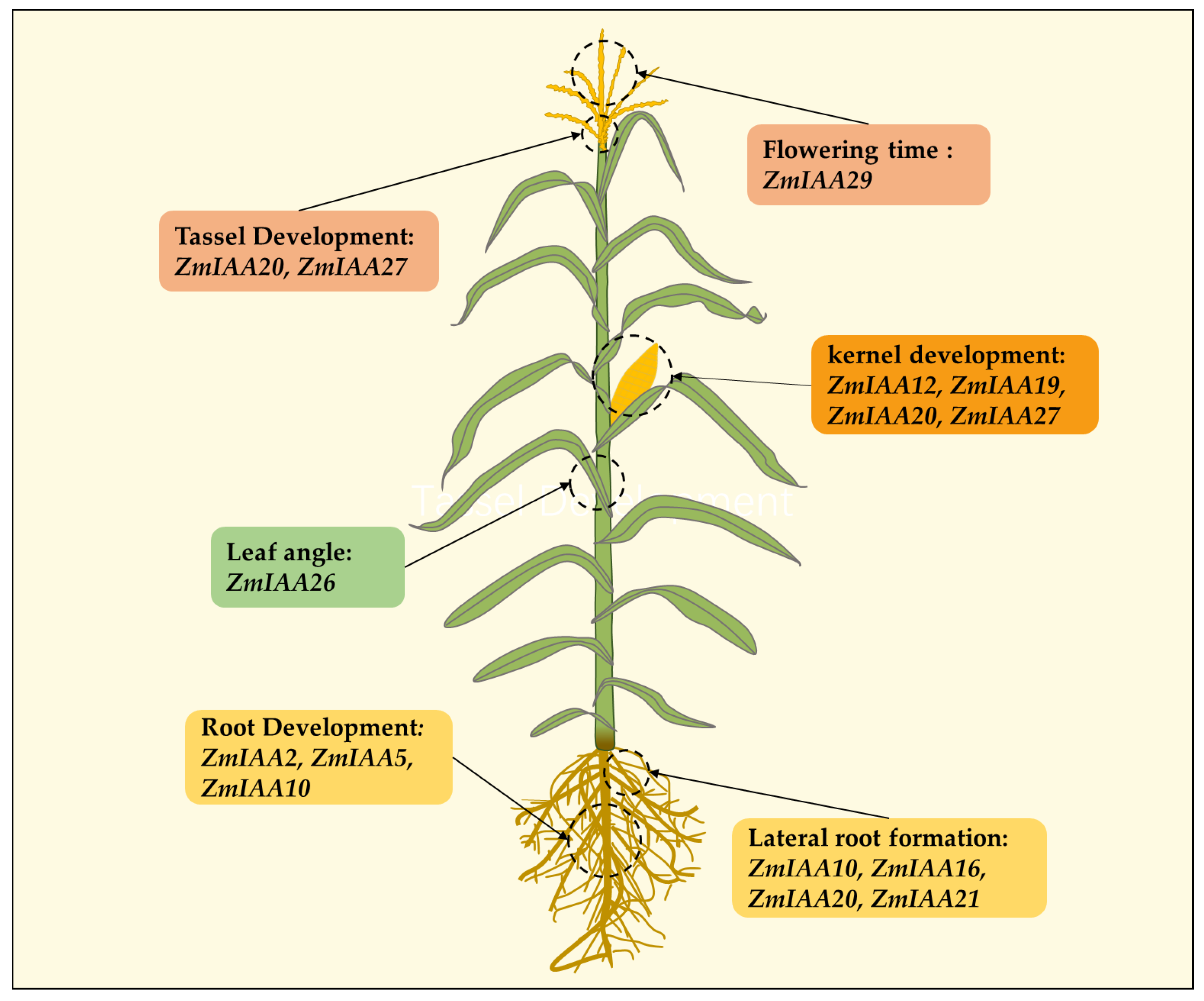 Agronomy 15 01228 g007