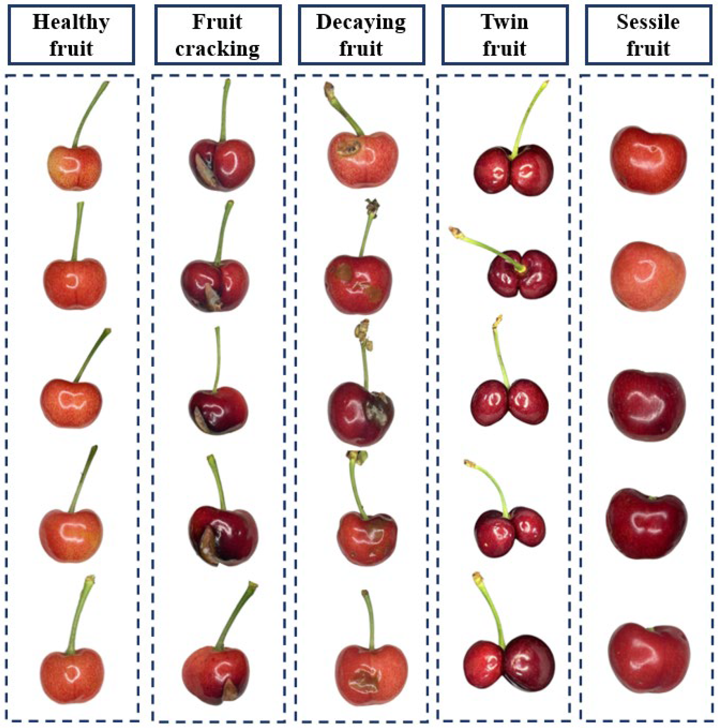 Agronomy 15 01234 g001