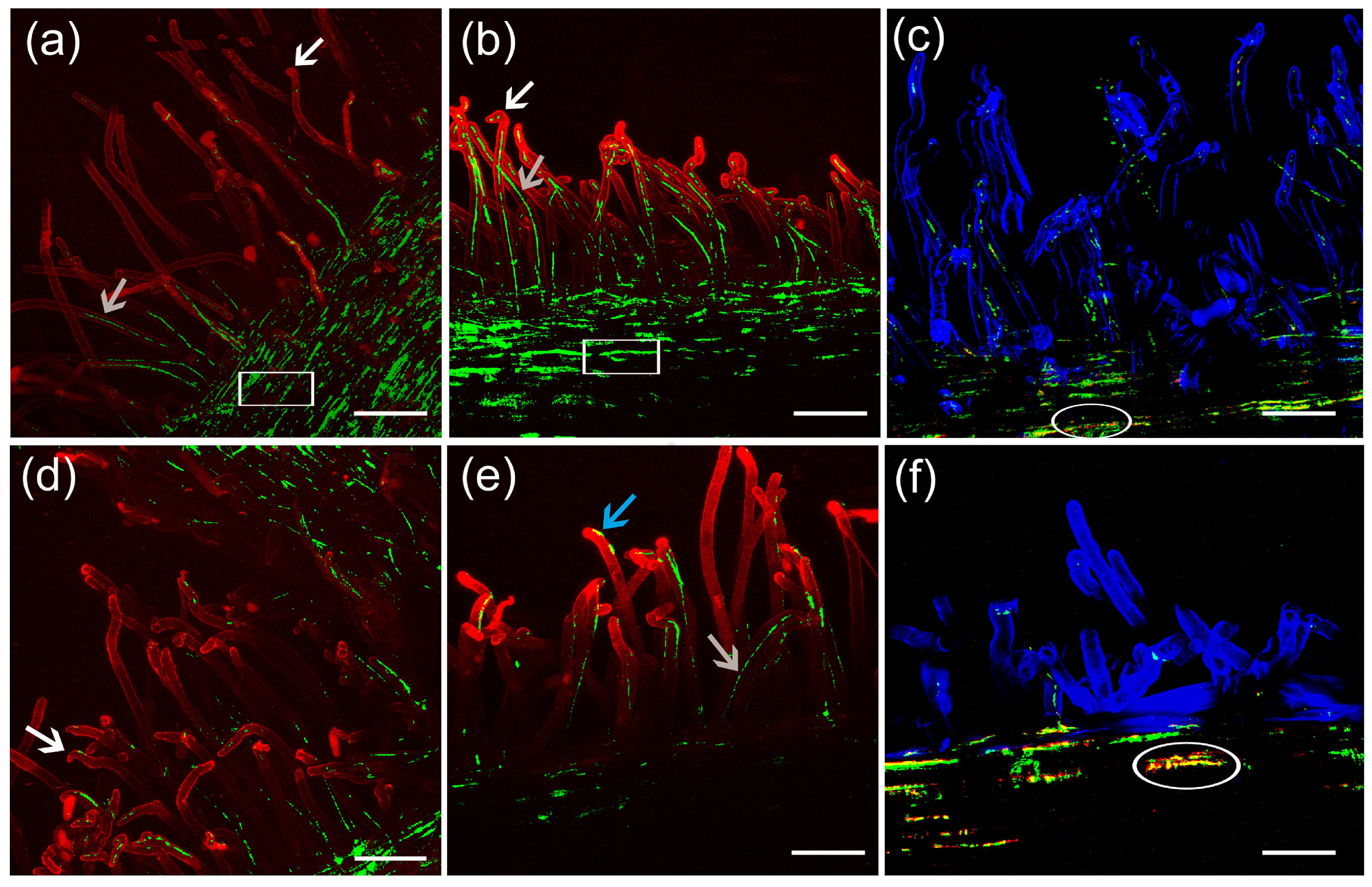 Agronomy 15 01235 g005