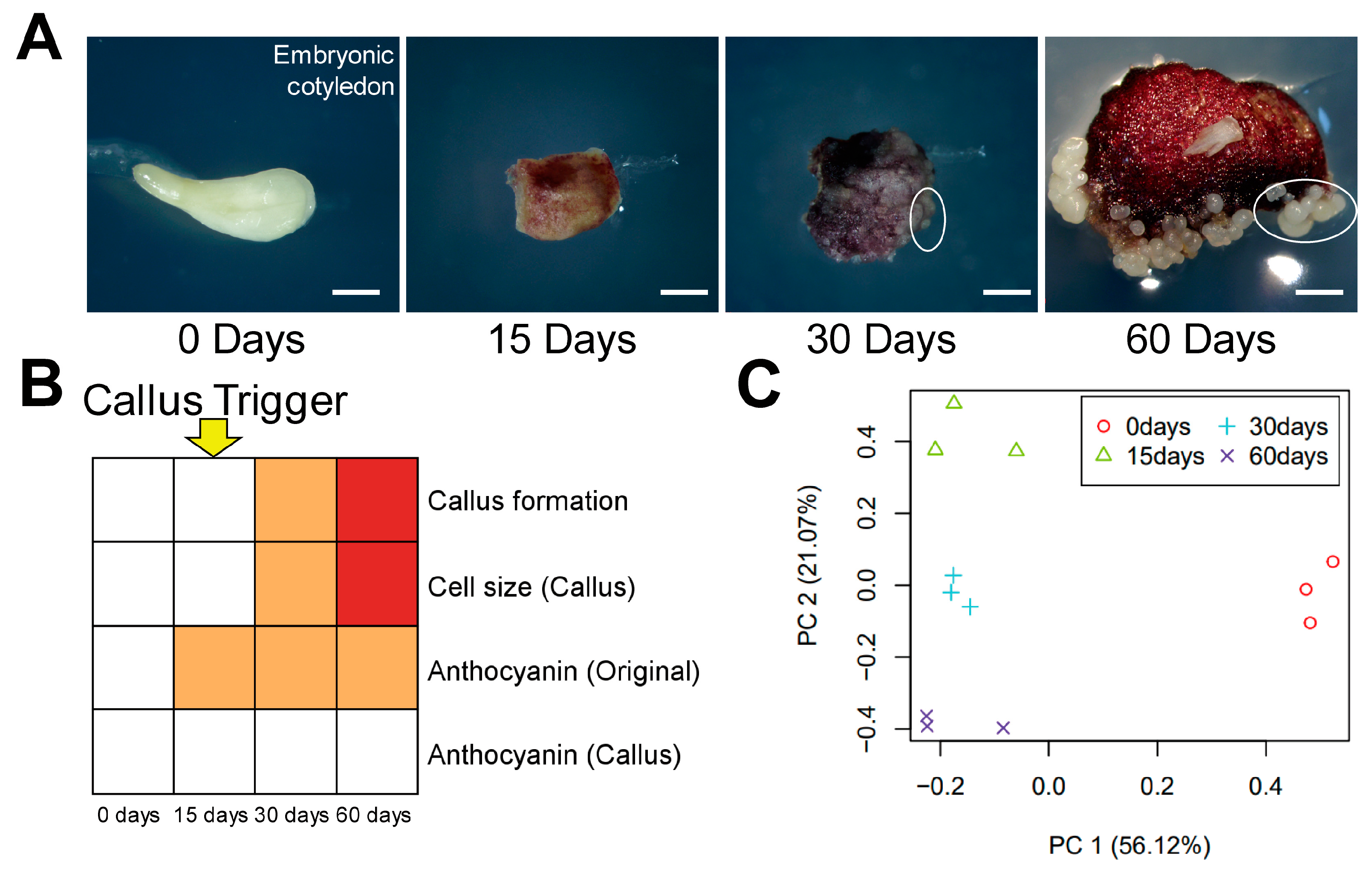 Agronomy 15 01244 g001
