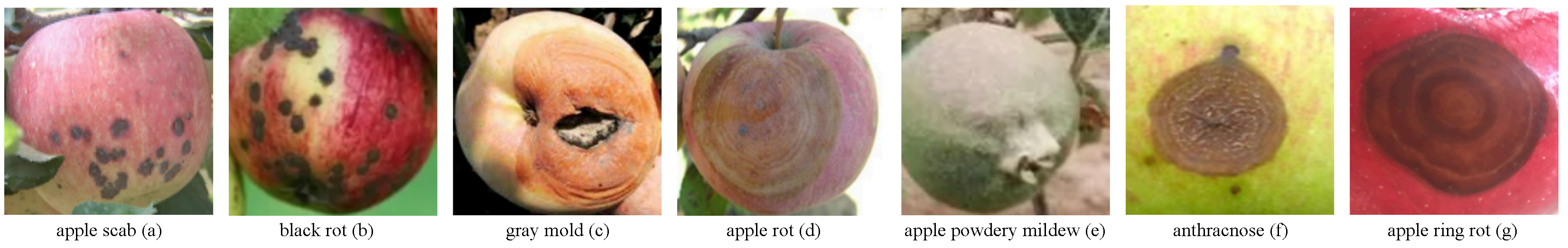 Agronomy 15 01246 g004