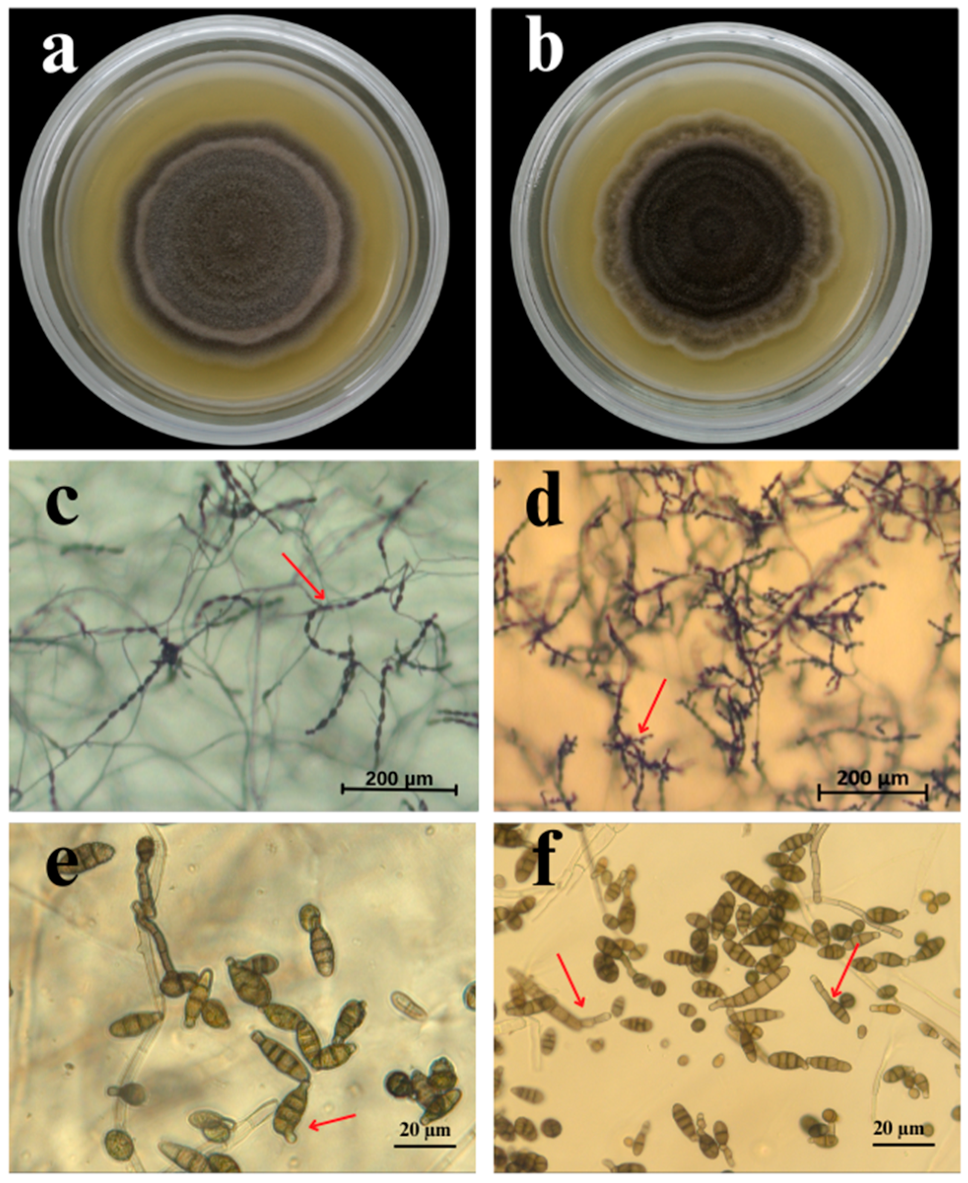 Agronomy 15 01251 g002