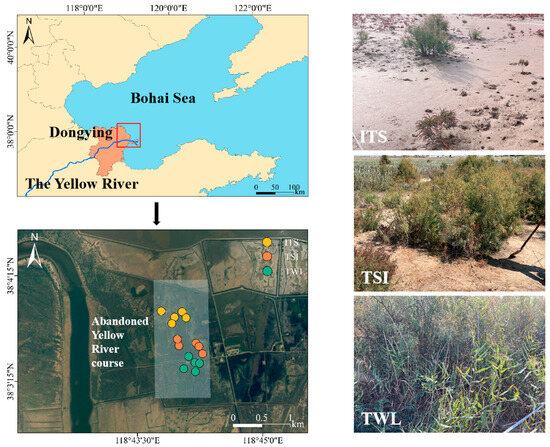 その他 yu. HITACHI ZX200-5 EX200-5 Accelerator Motor/Throttle Motor P/N