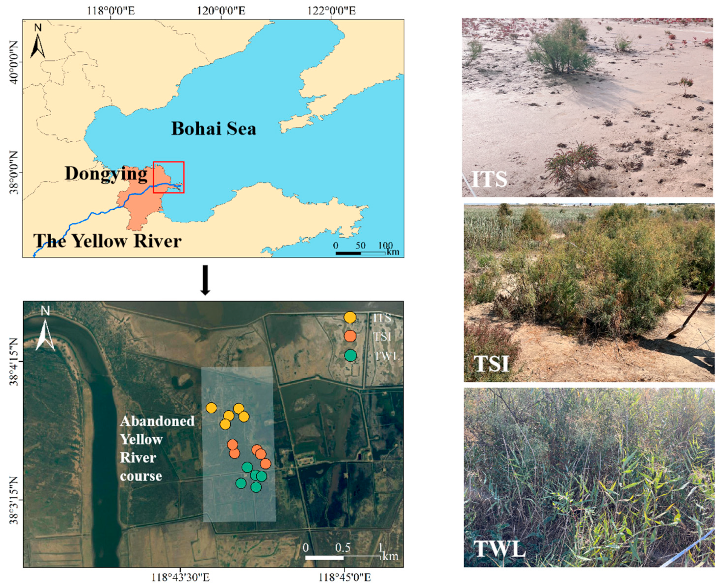 Agronomy 15 01258 g001