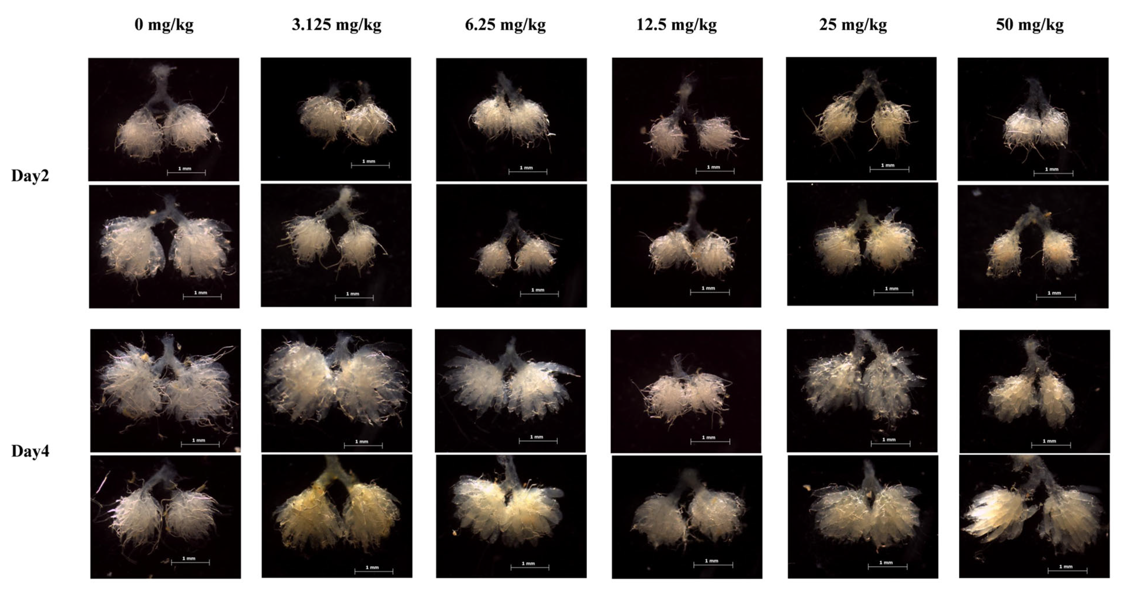 Agronomy 15 01261 g002
