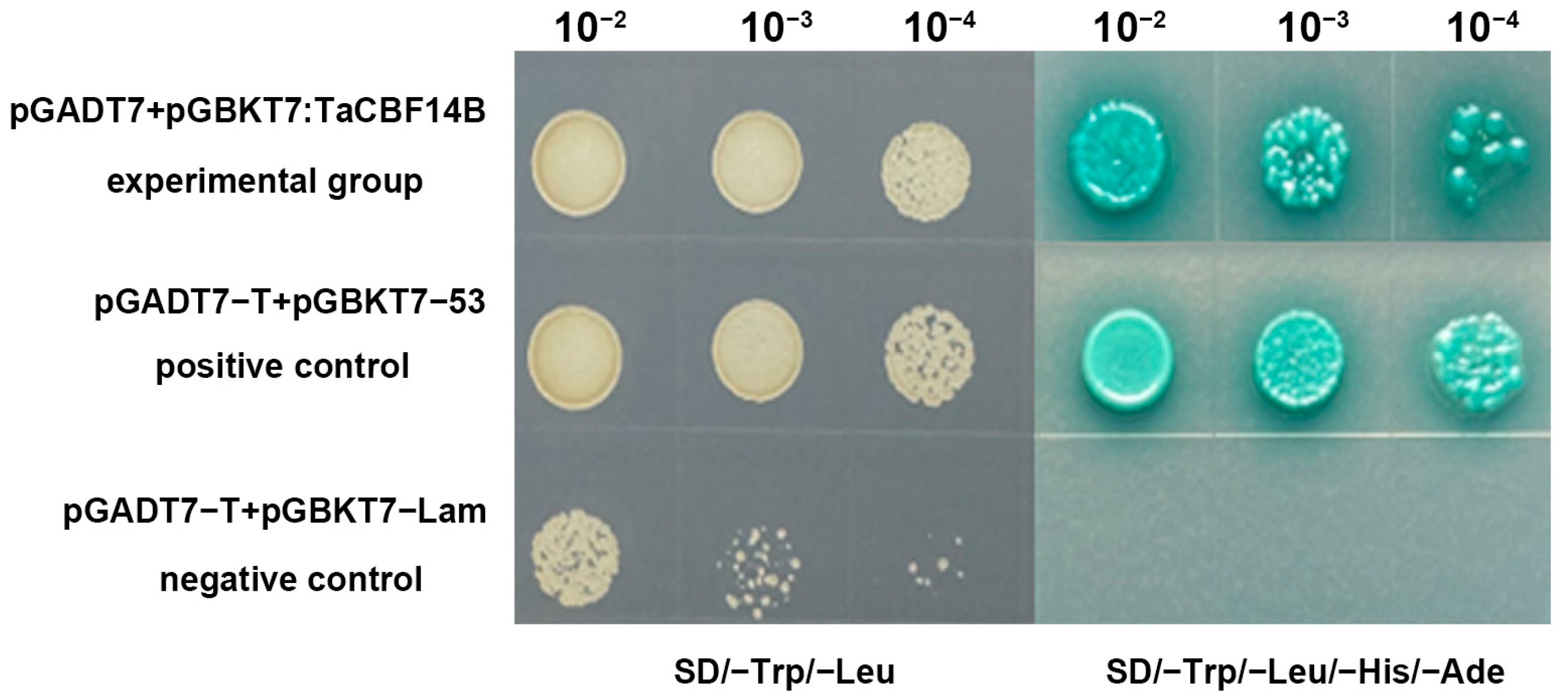 Agronomy 15 01265 g005