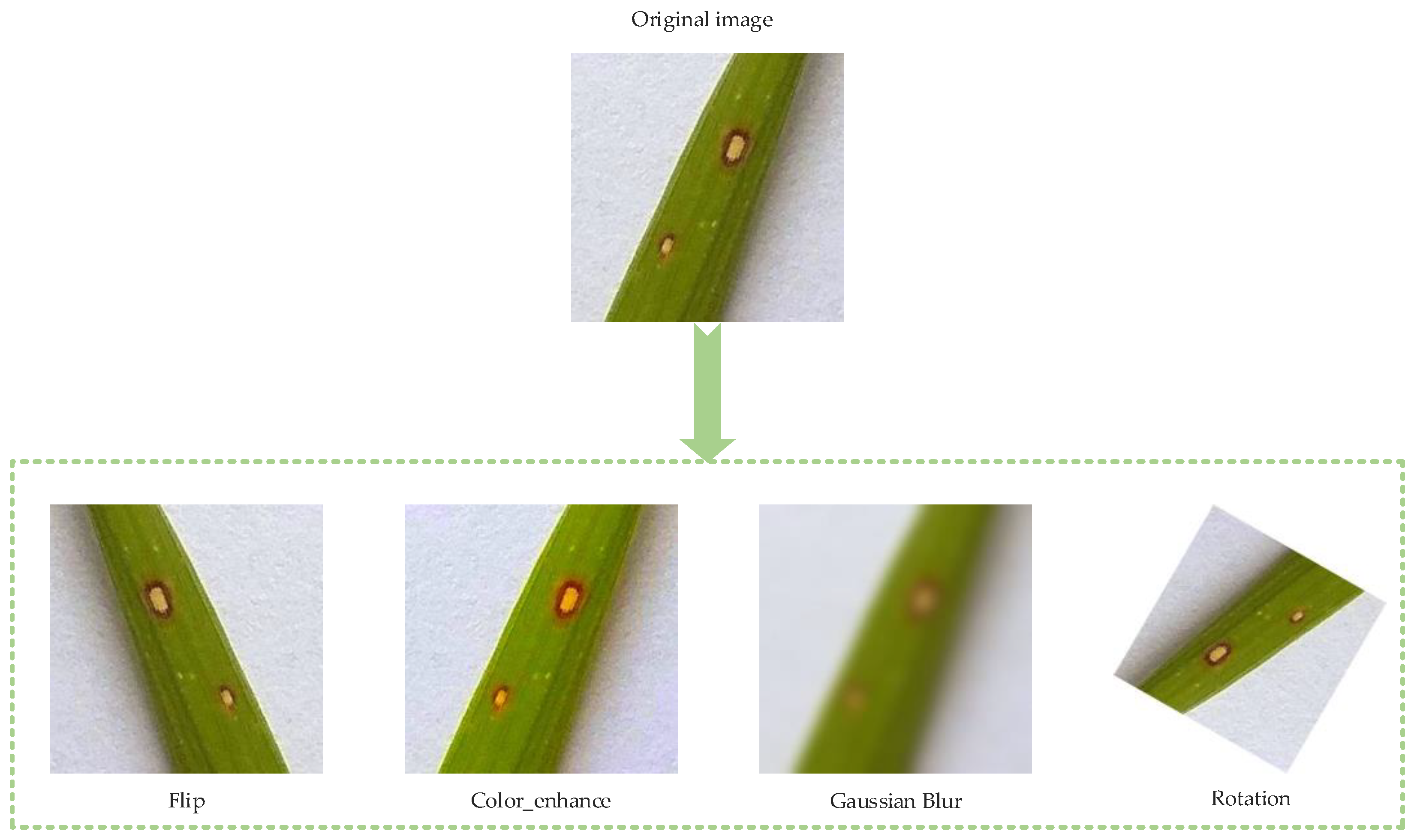 Agronomy 15 01266 g003
