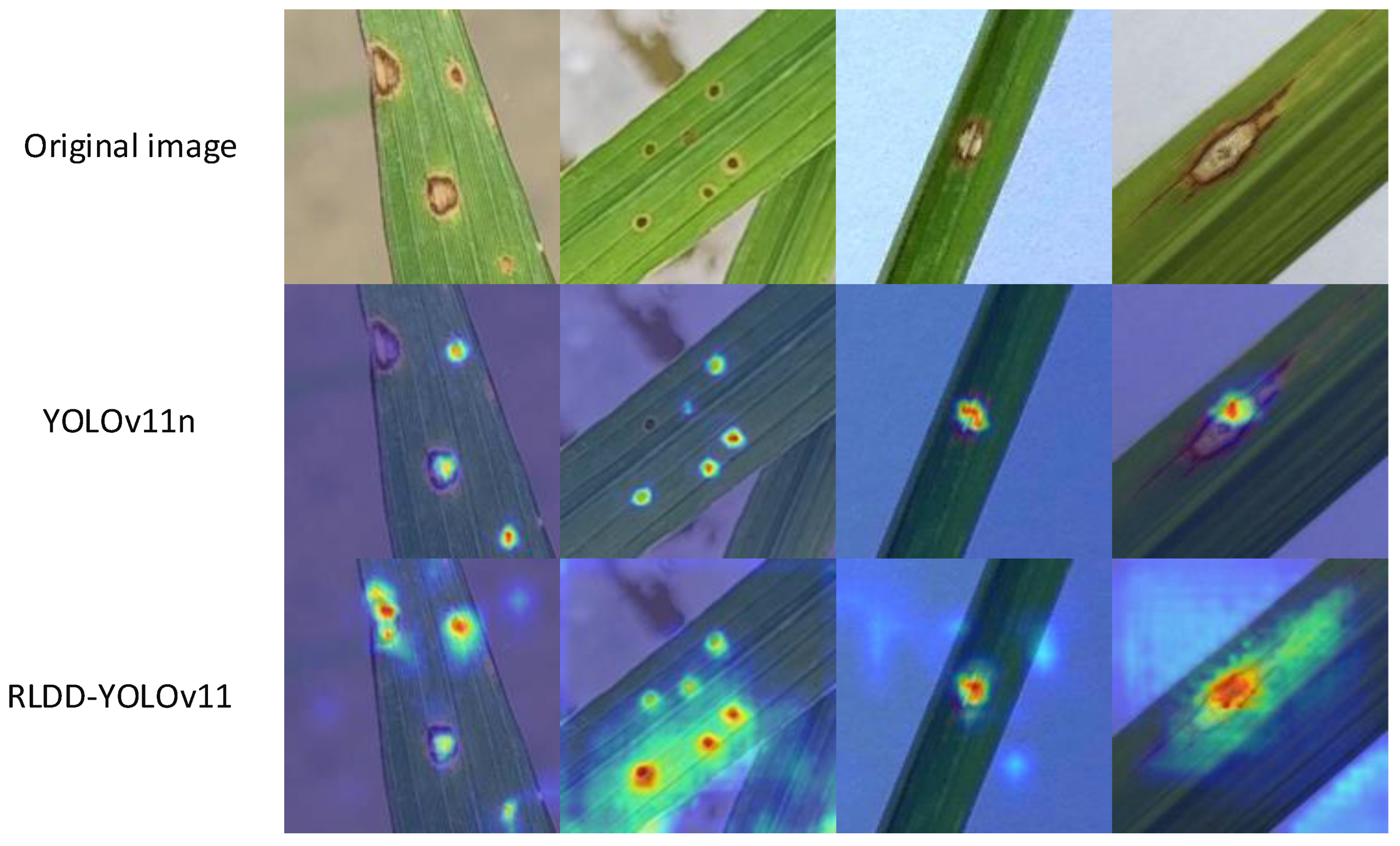 Agronomy 15 01266 g011