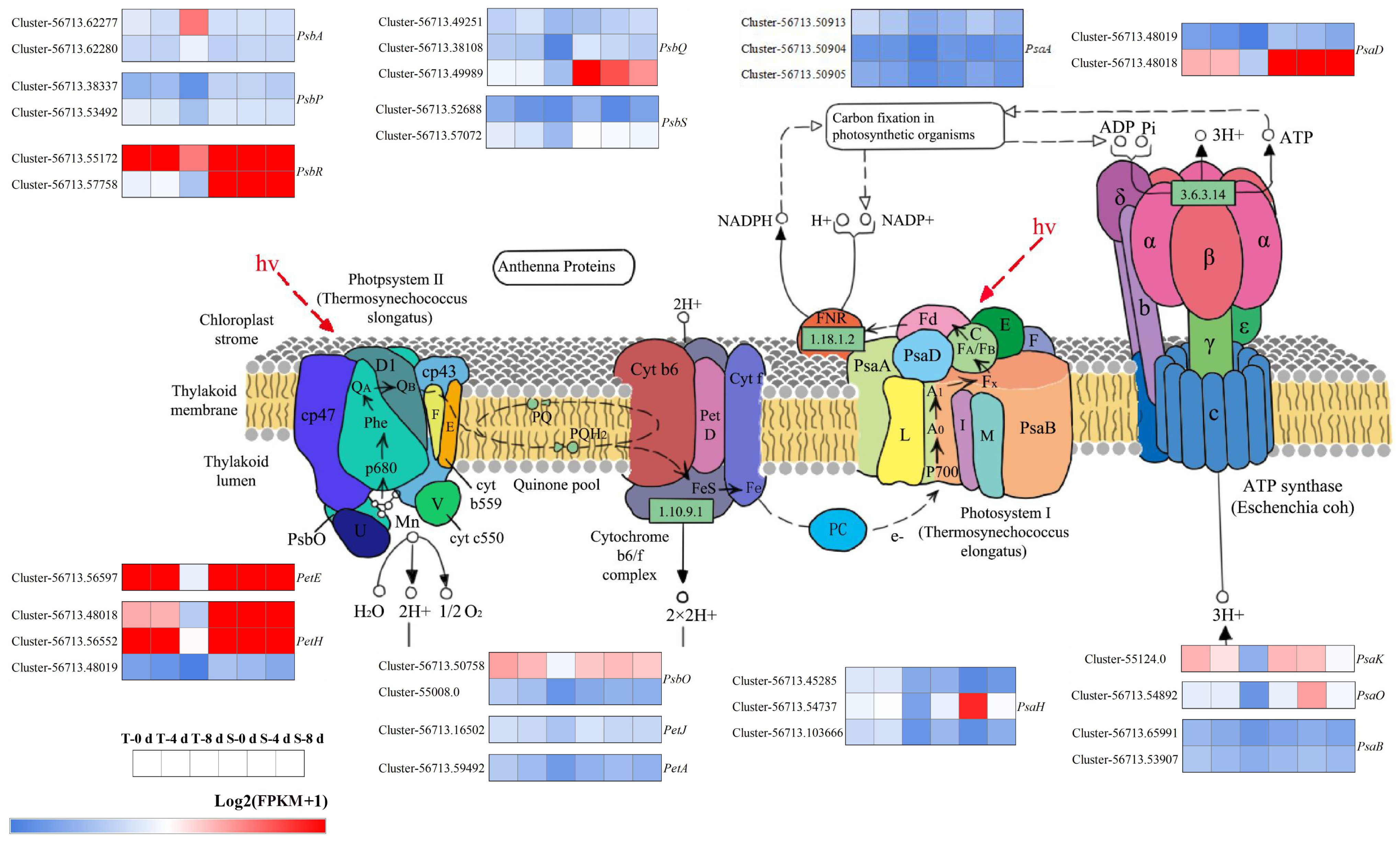 Agronomy 15 01278 g007