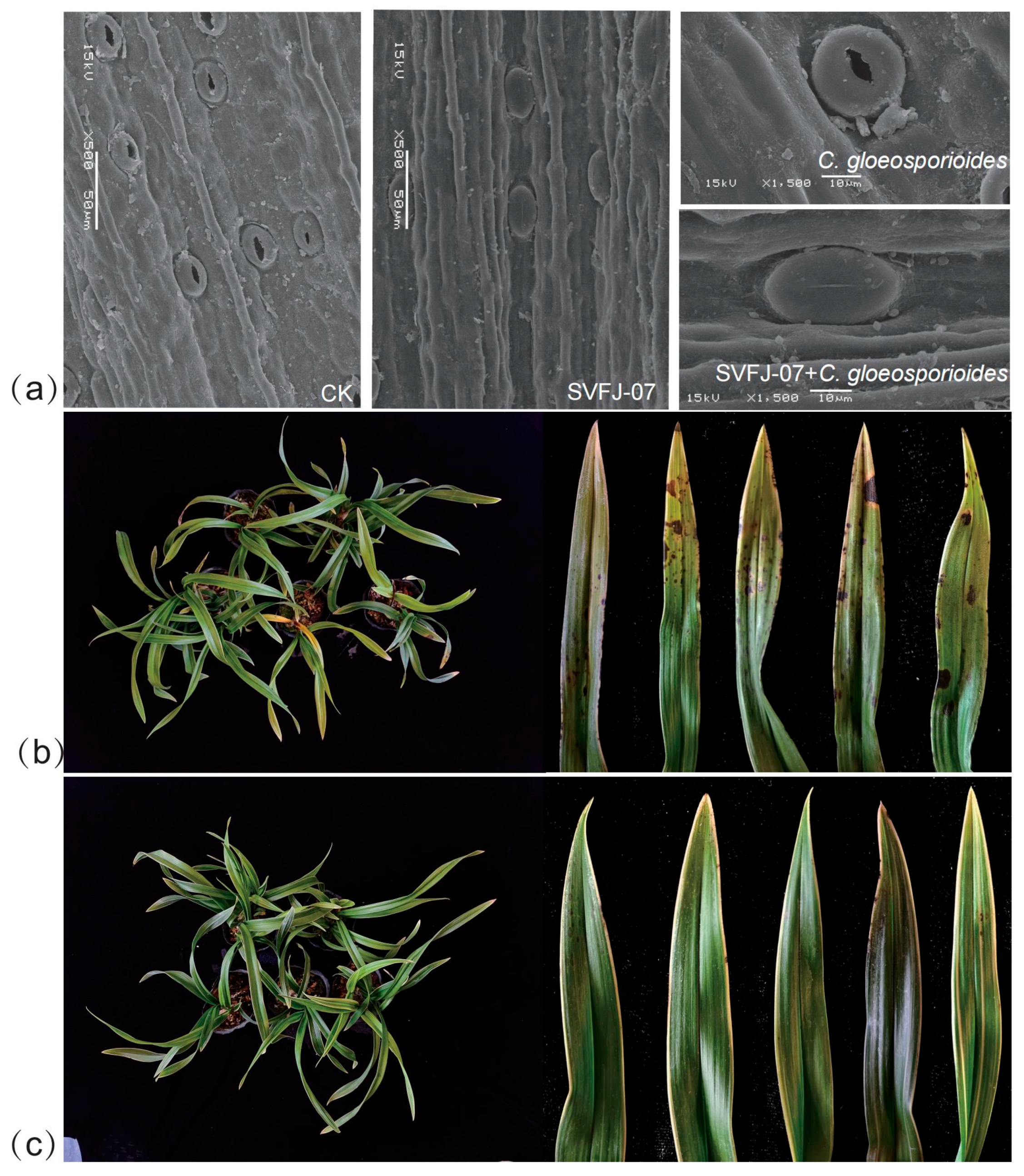 Agronomy 15 01282 g001