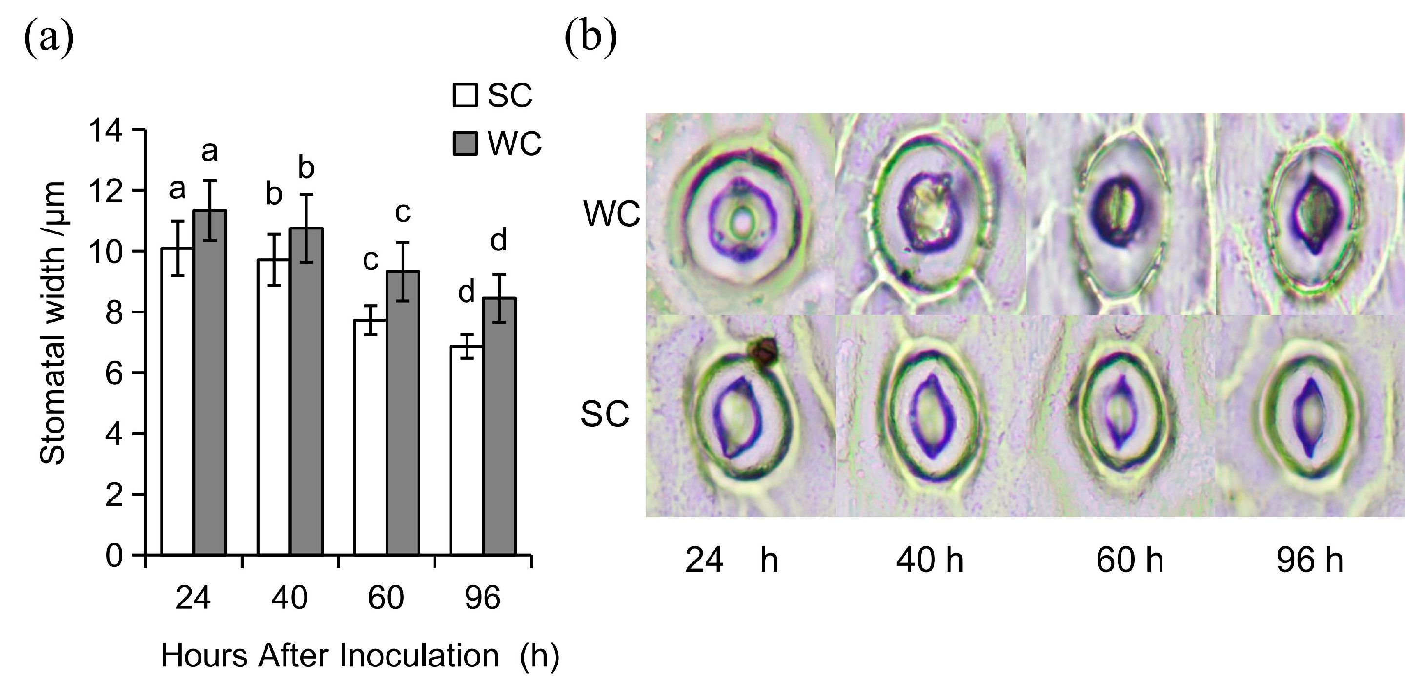 Agronomy 15 01282 g002