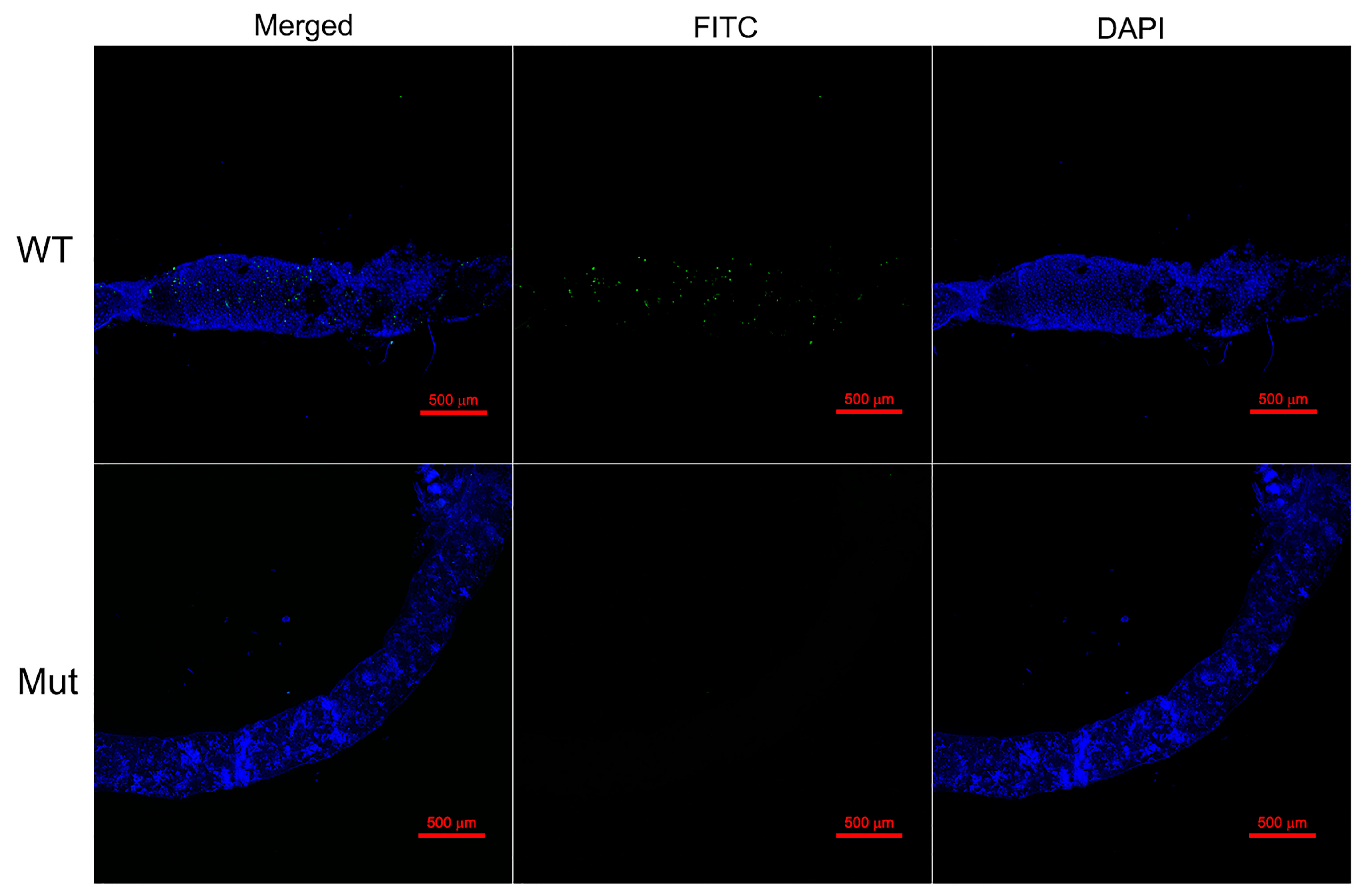 Agronomy 15 01294 g003