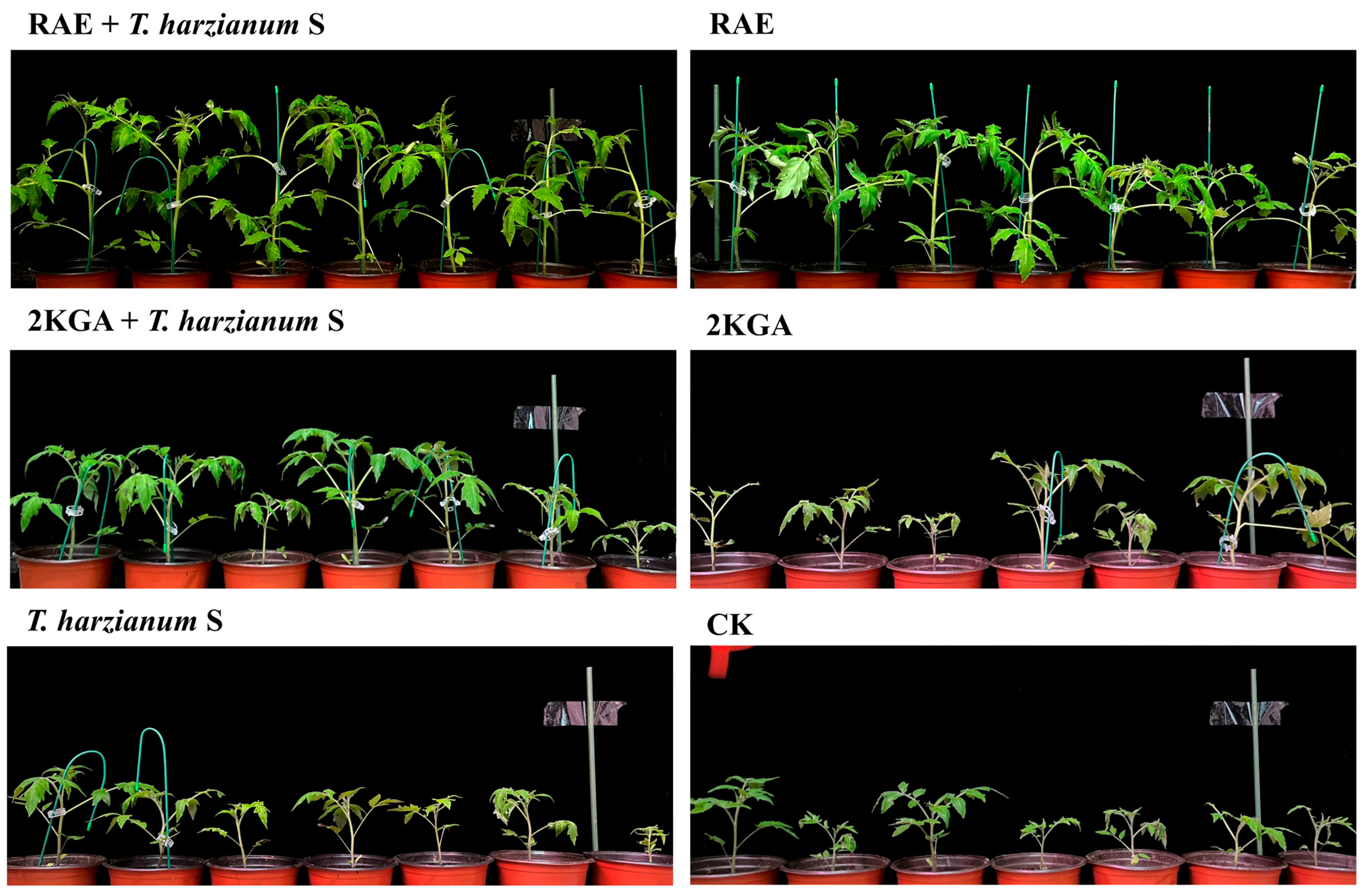Agronomy 15 01298 g005