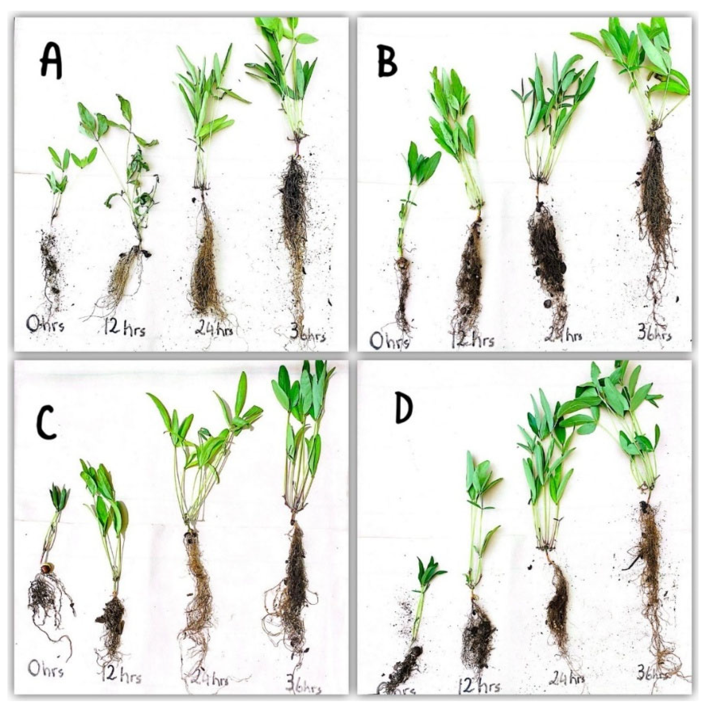 Agronomy 15 01301 g002 Agronomy 15 01301 g002