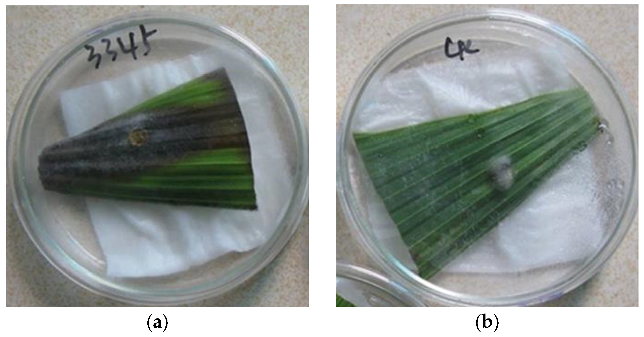Agronomy 15 01331 g004