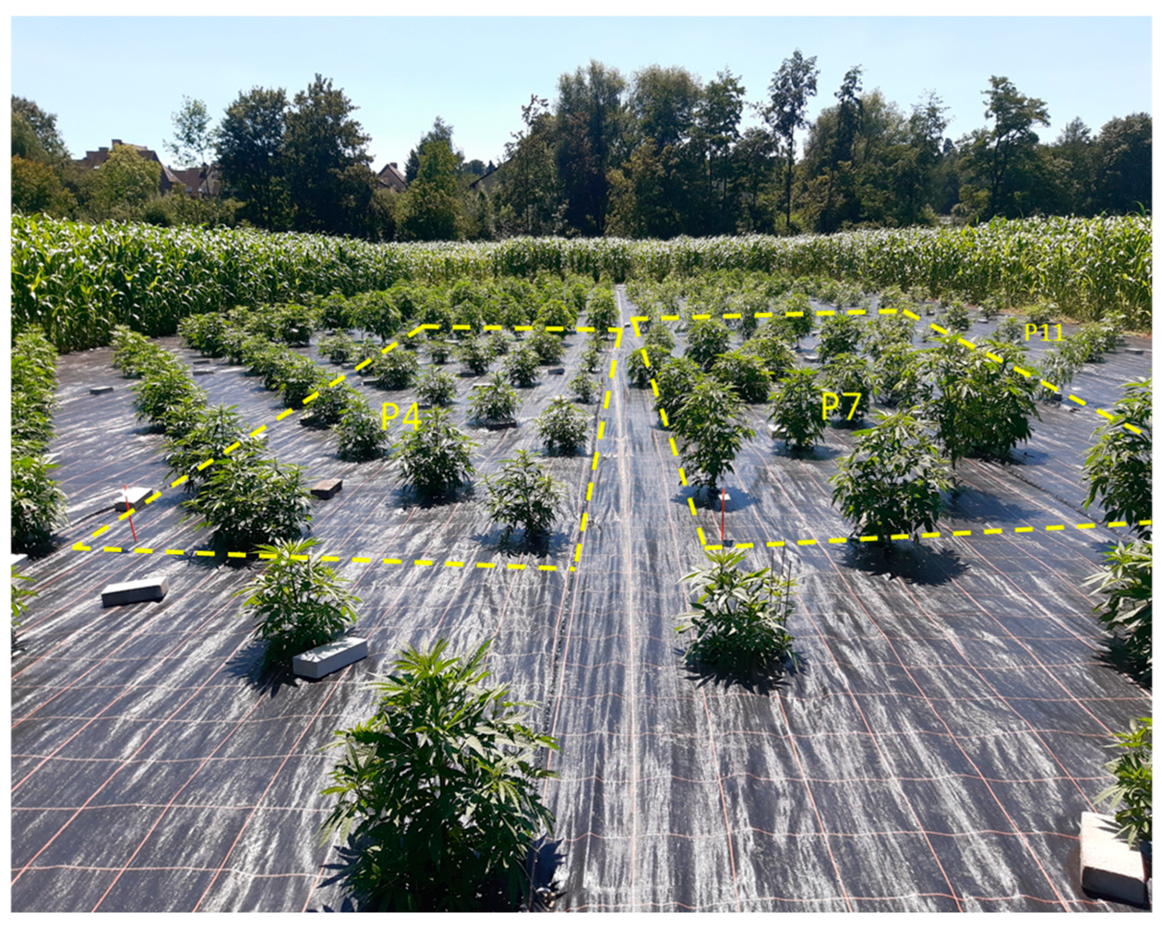 Agronomy 15 01338 g002