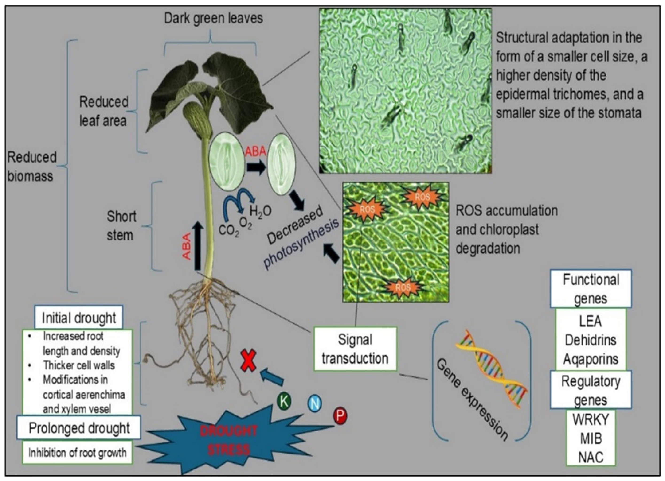 Agronomy 15 01344 g001 Agronomy 15 01344 g001