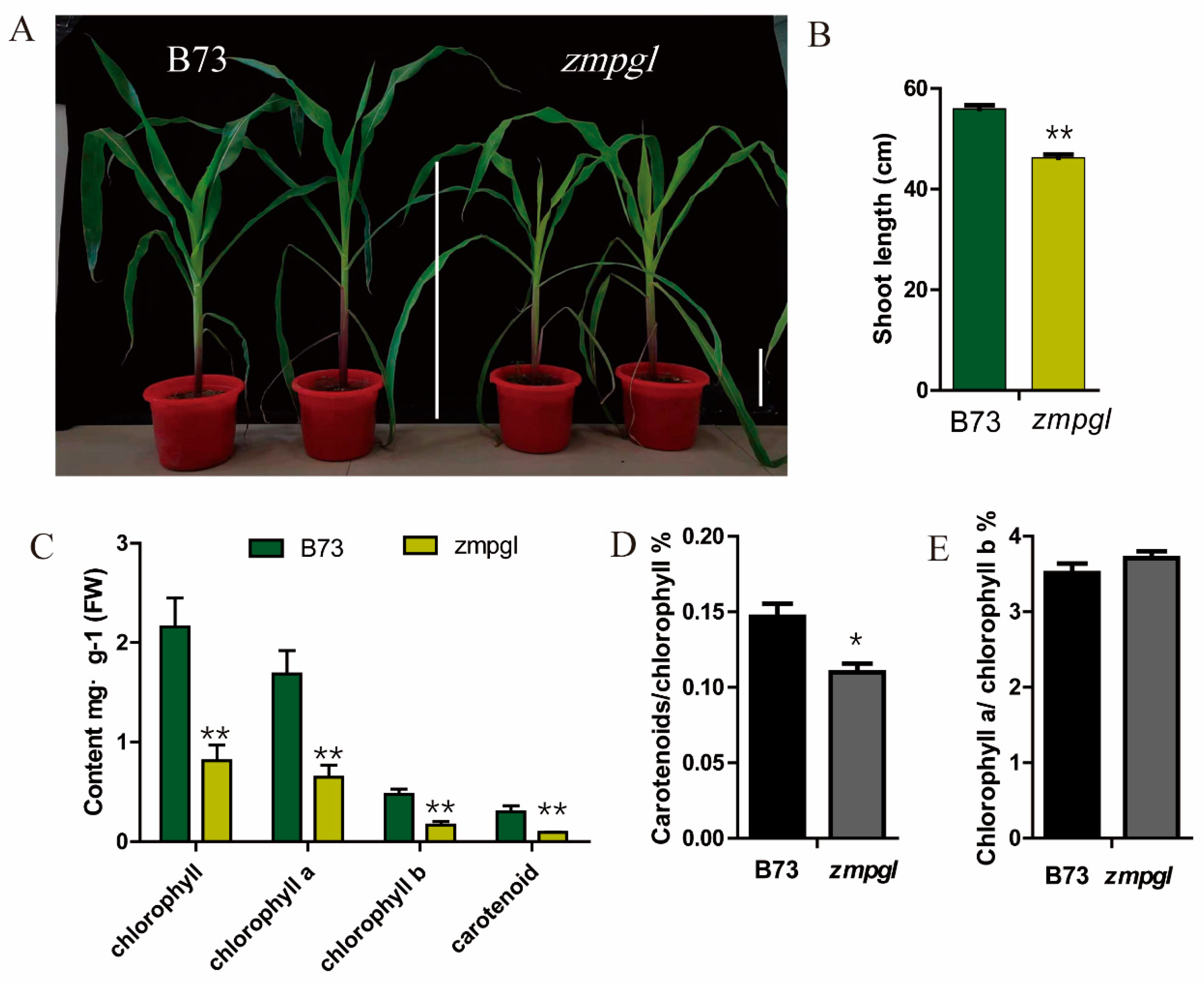 Agronomy 15 01364 g001