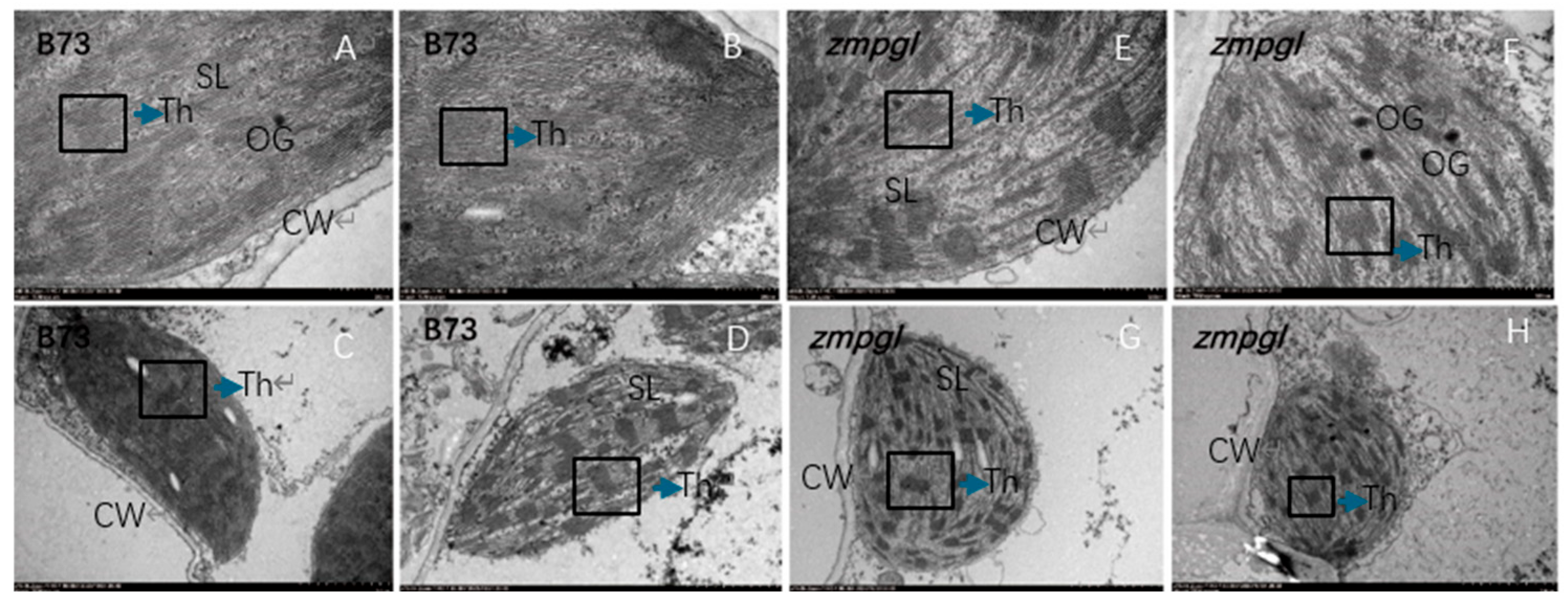 Agronomy 15 01364 g002