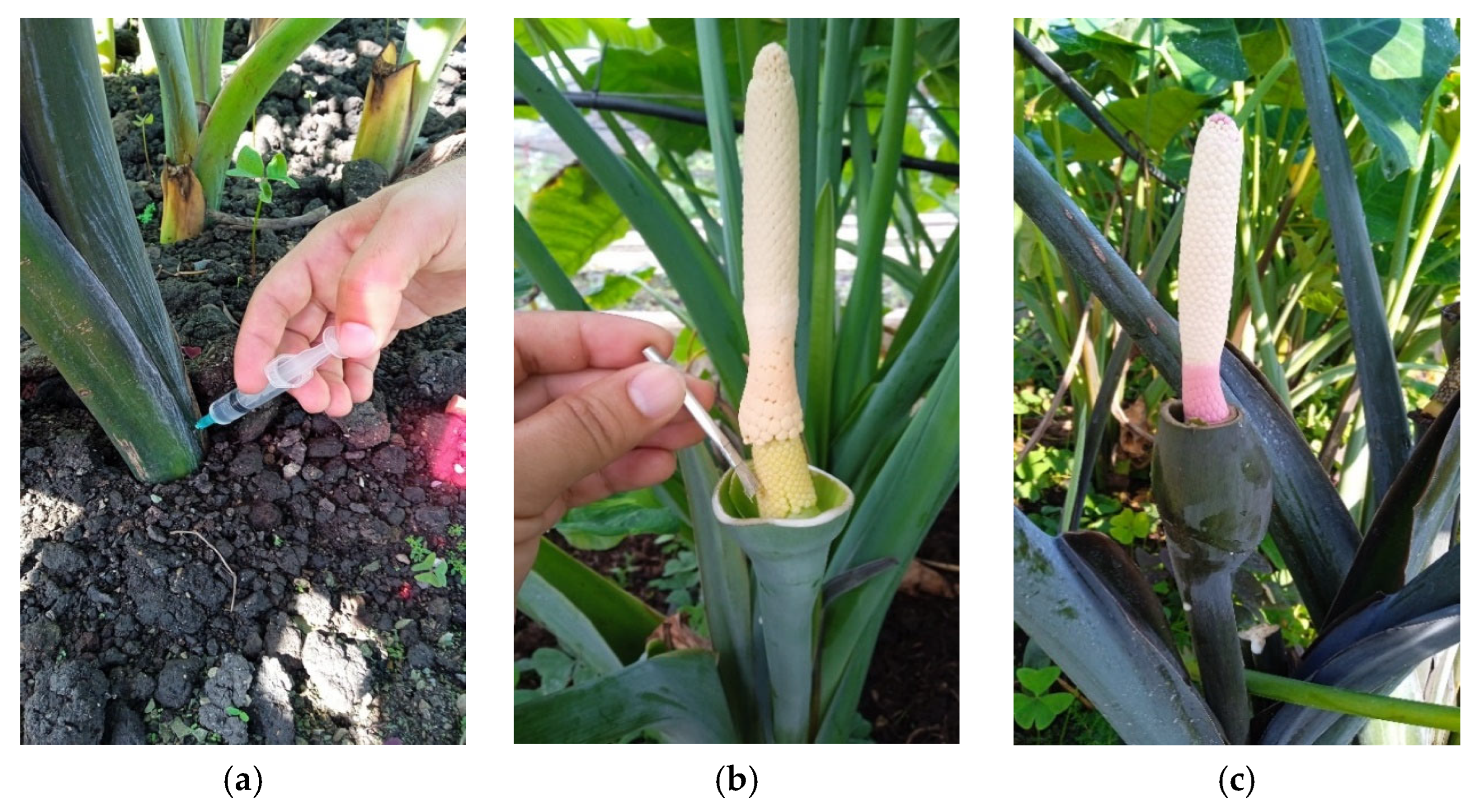 Agronomy 15 01366 g001