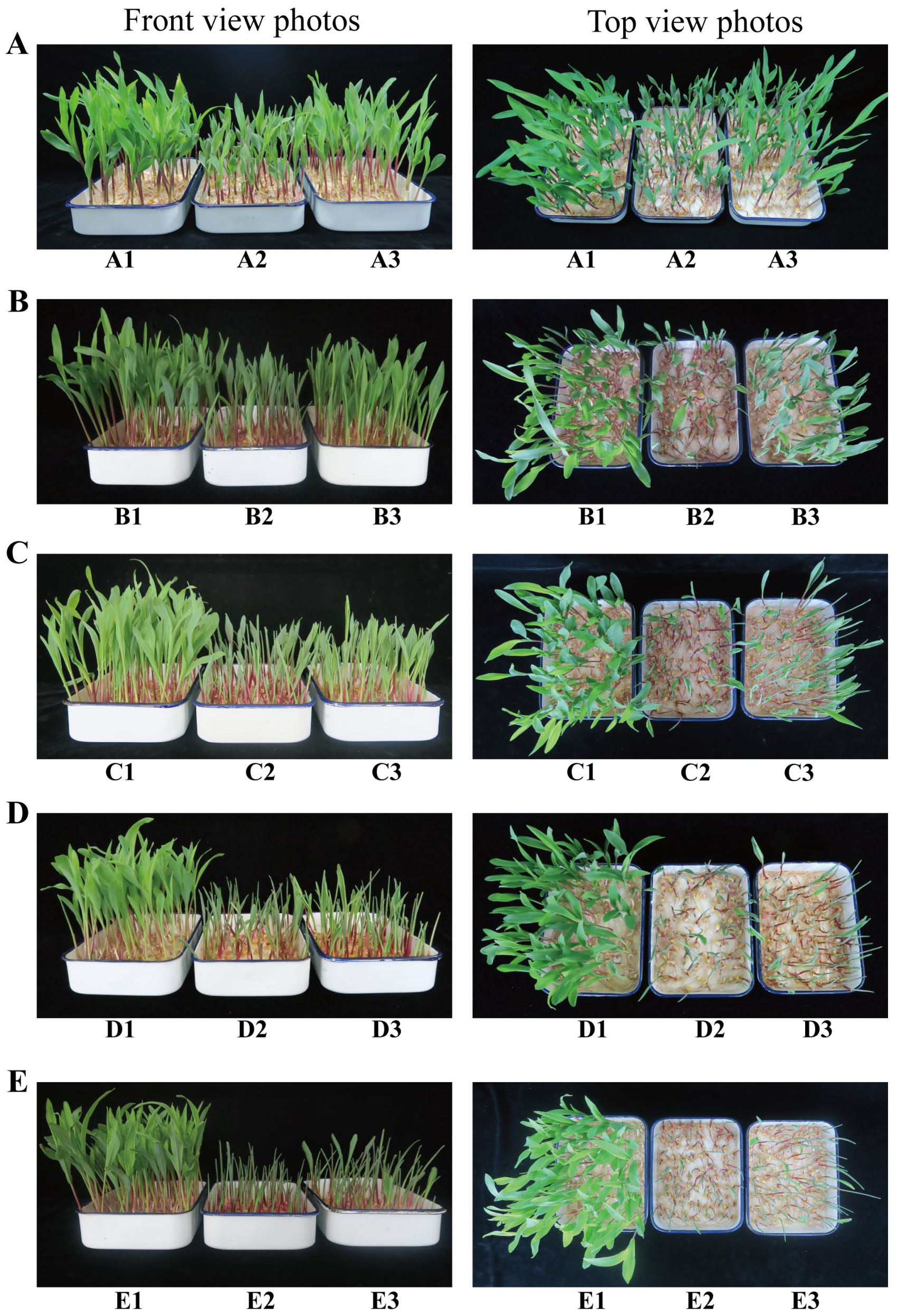 Agronomy 15 01369 g001