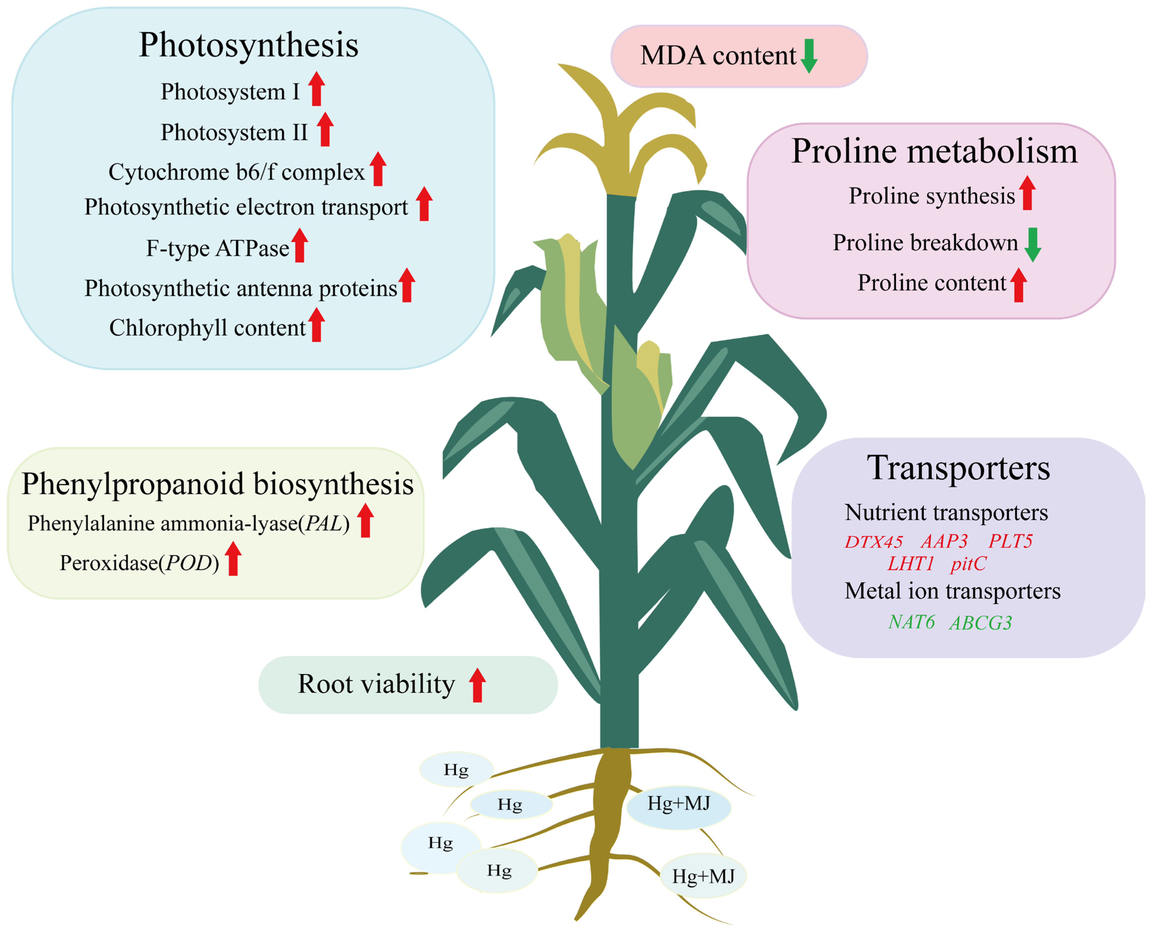 Agronomy 15 01369 g011