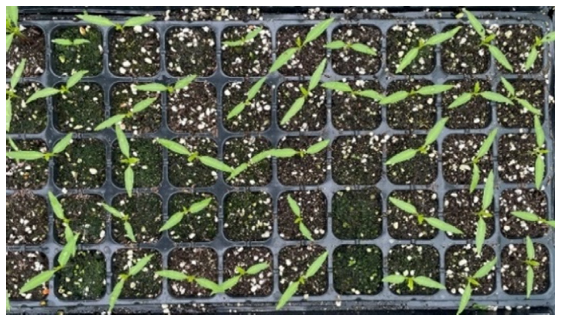 Agronomy 15 01376 g003