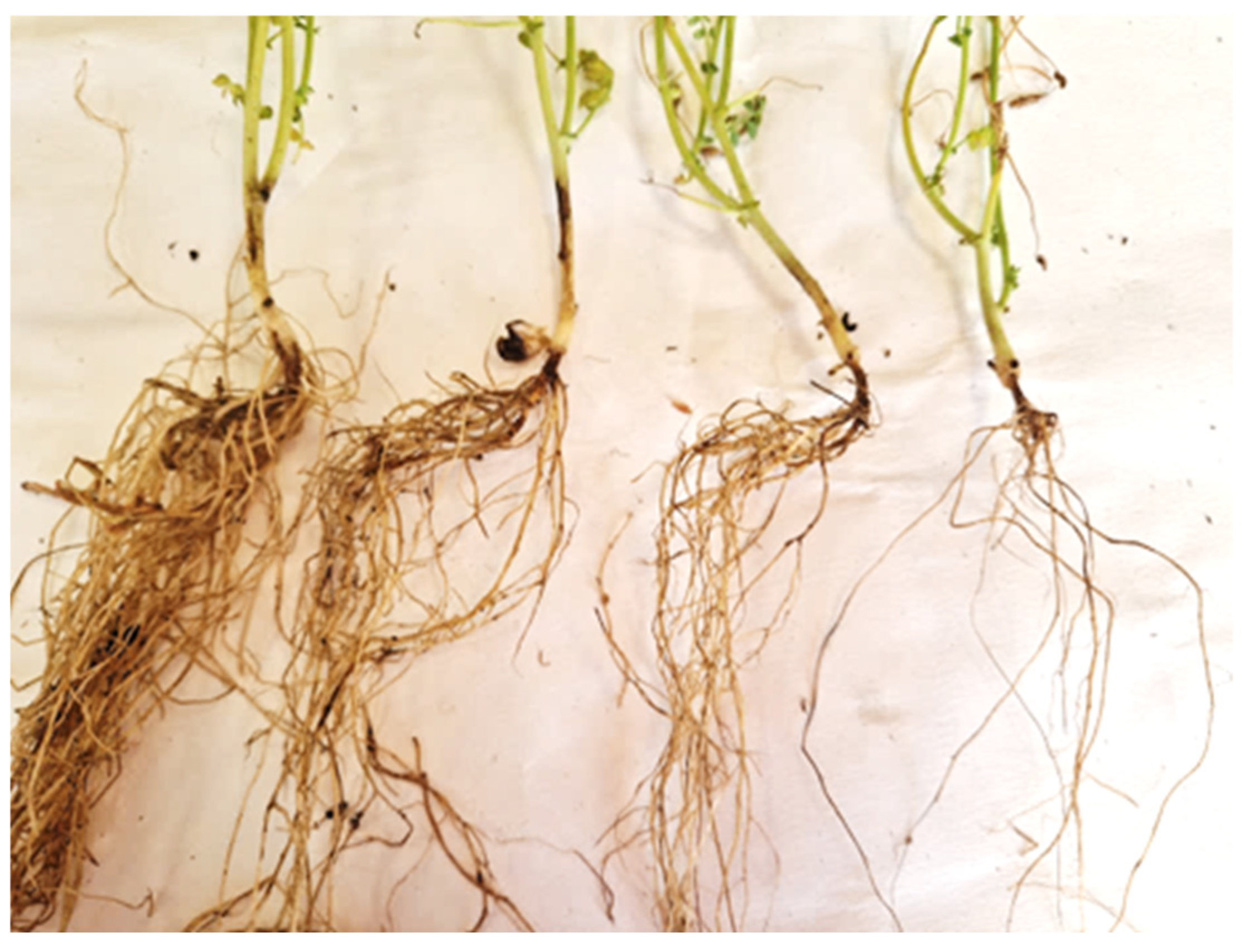 Agronomy 15 01378 g001