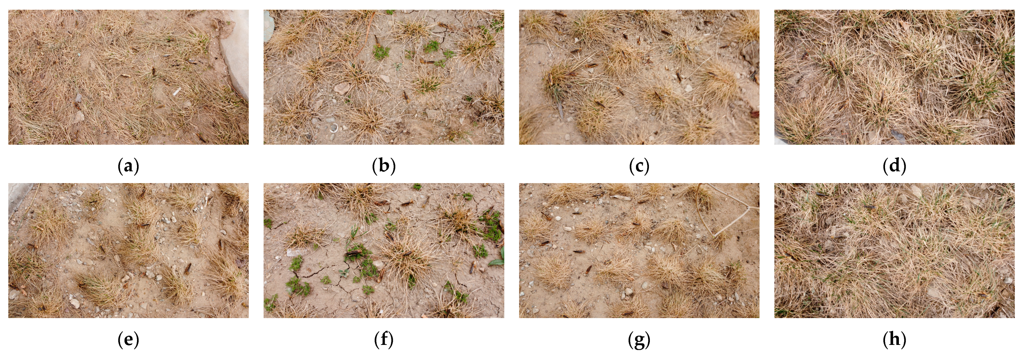 Agronomy 15 01381 g001