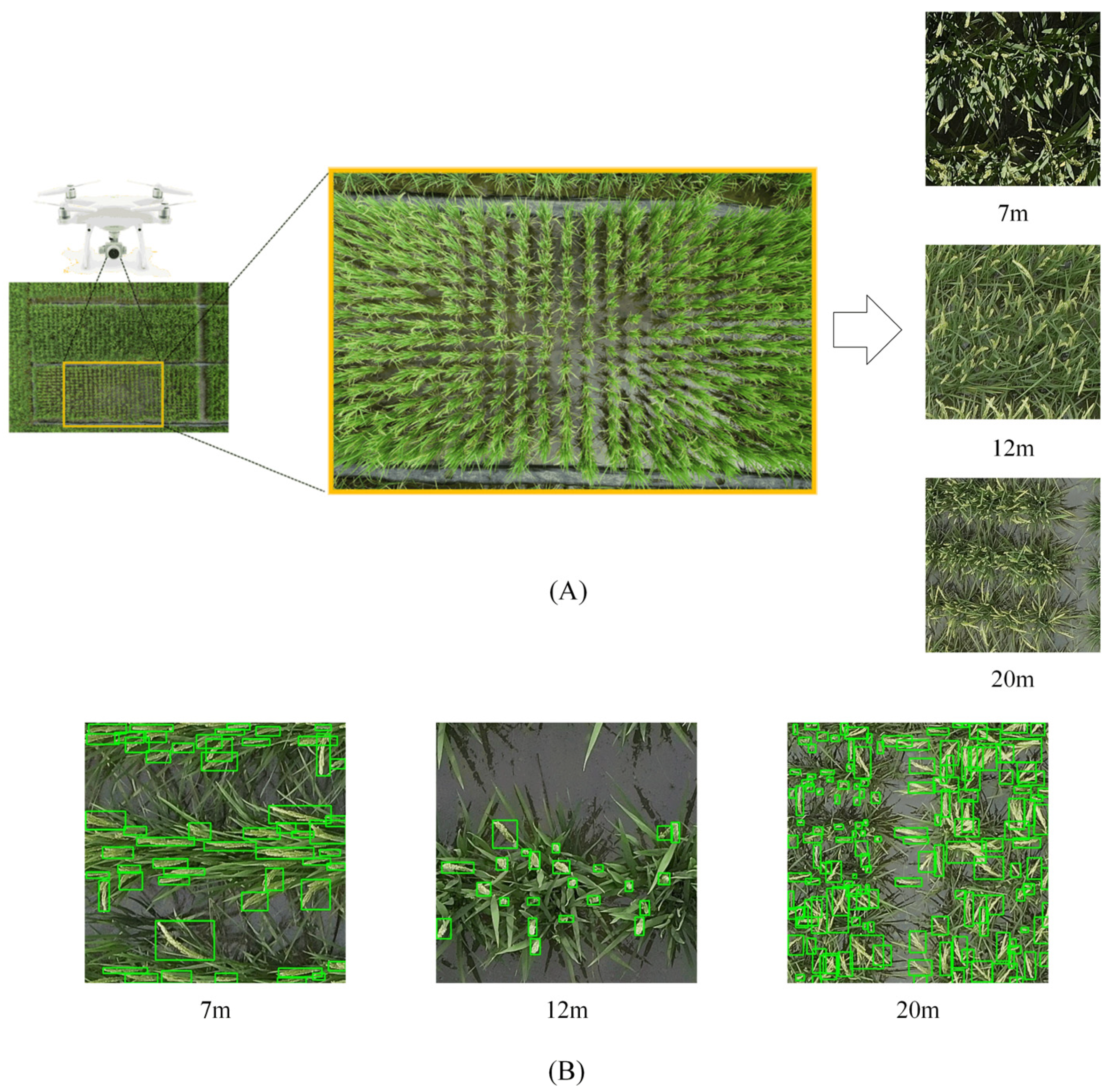 Agronomy 15 01396 g002