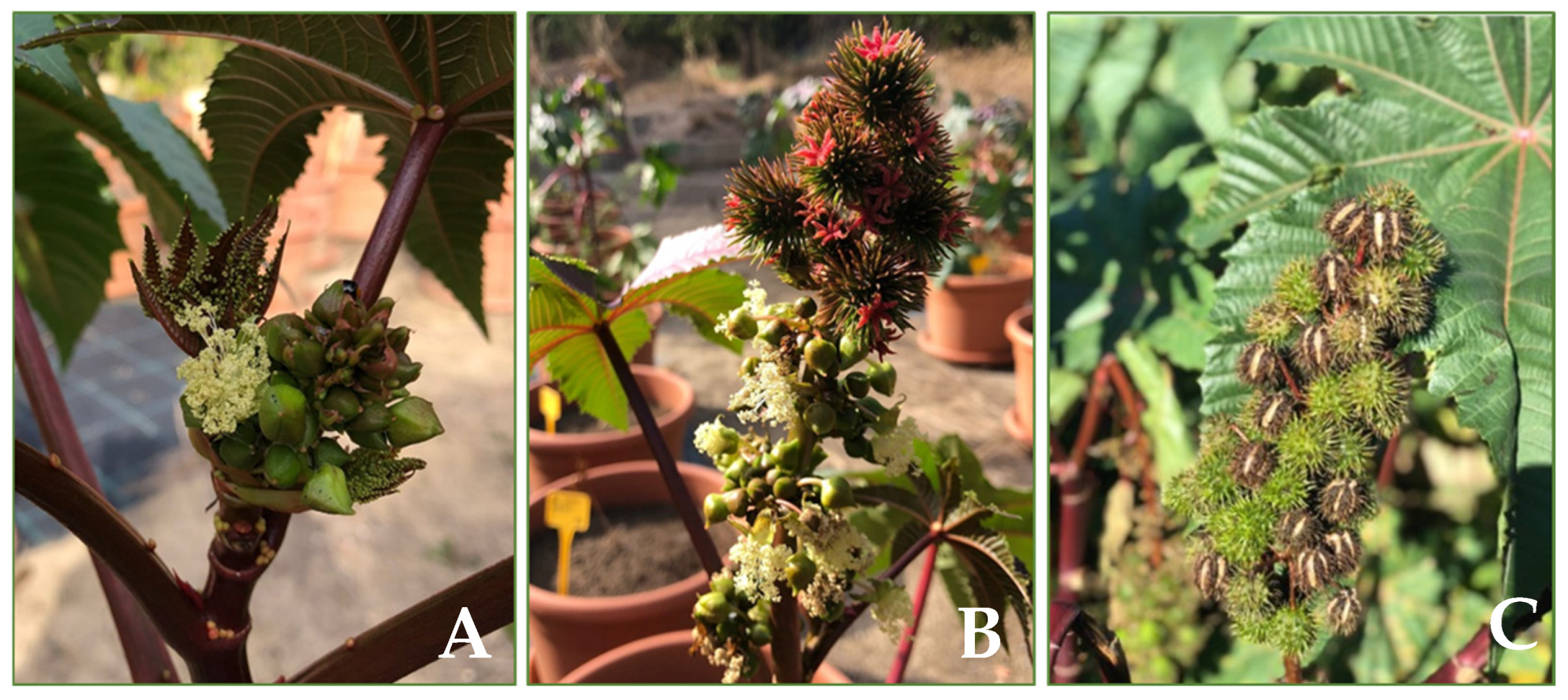 Agronomy 15 01402 g001