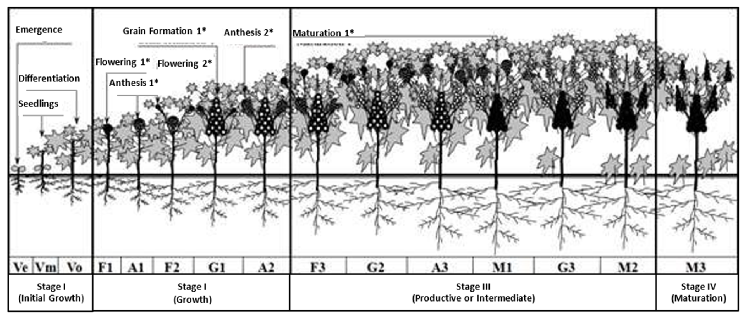 Agronomy 15 01402 g002