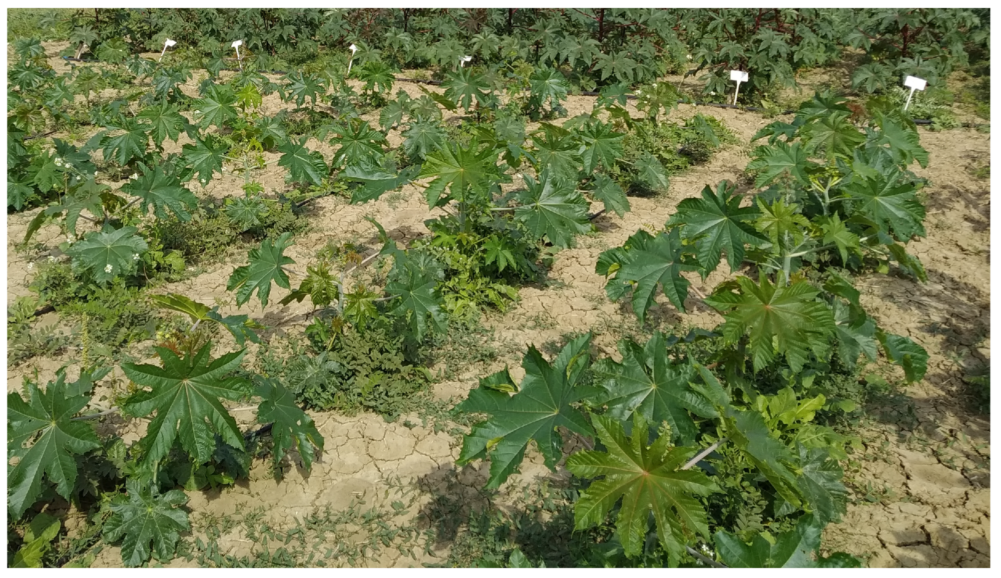 Agronomy 15 01402 g003