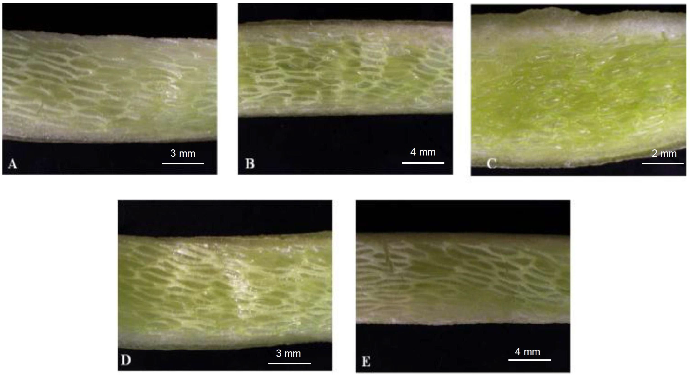 Agronomy 15 01406 g004