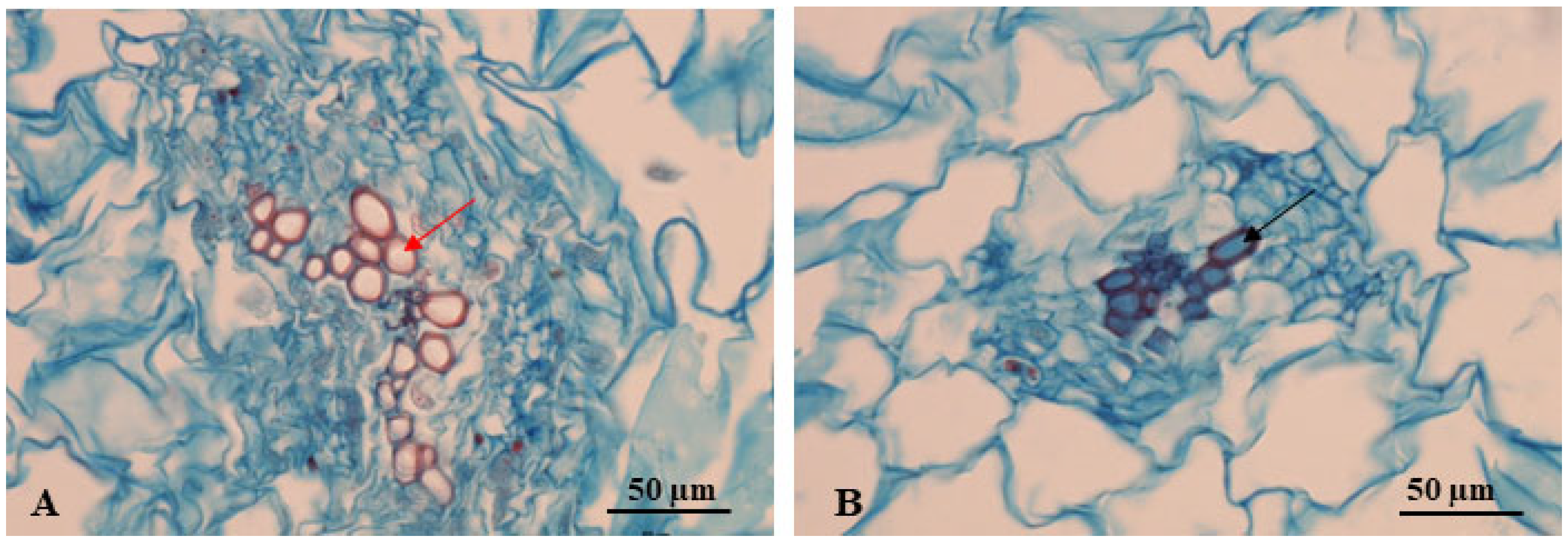 Agronomy 15 01406 g009