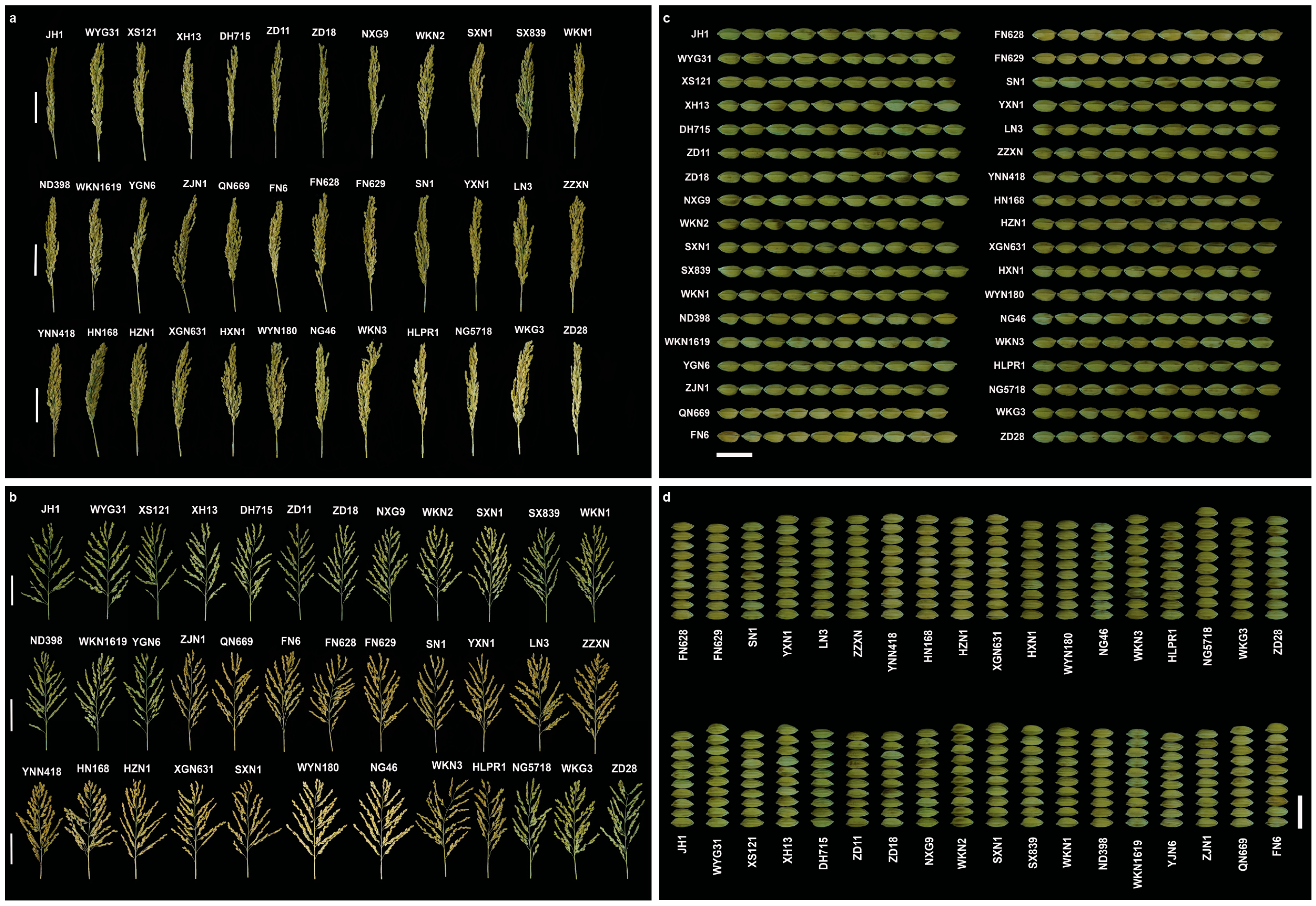 Agronomy 15 01409 g001