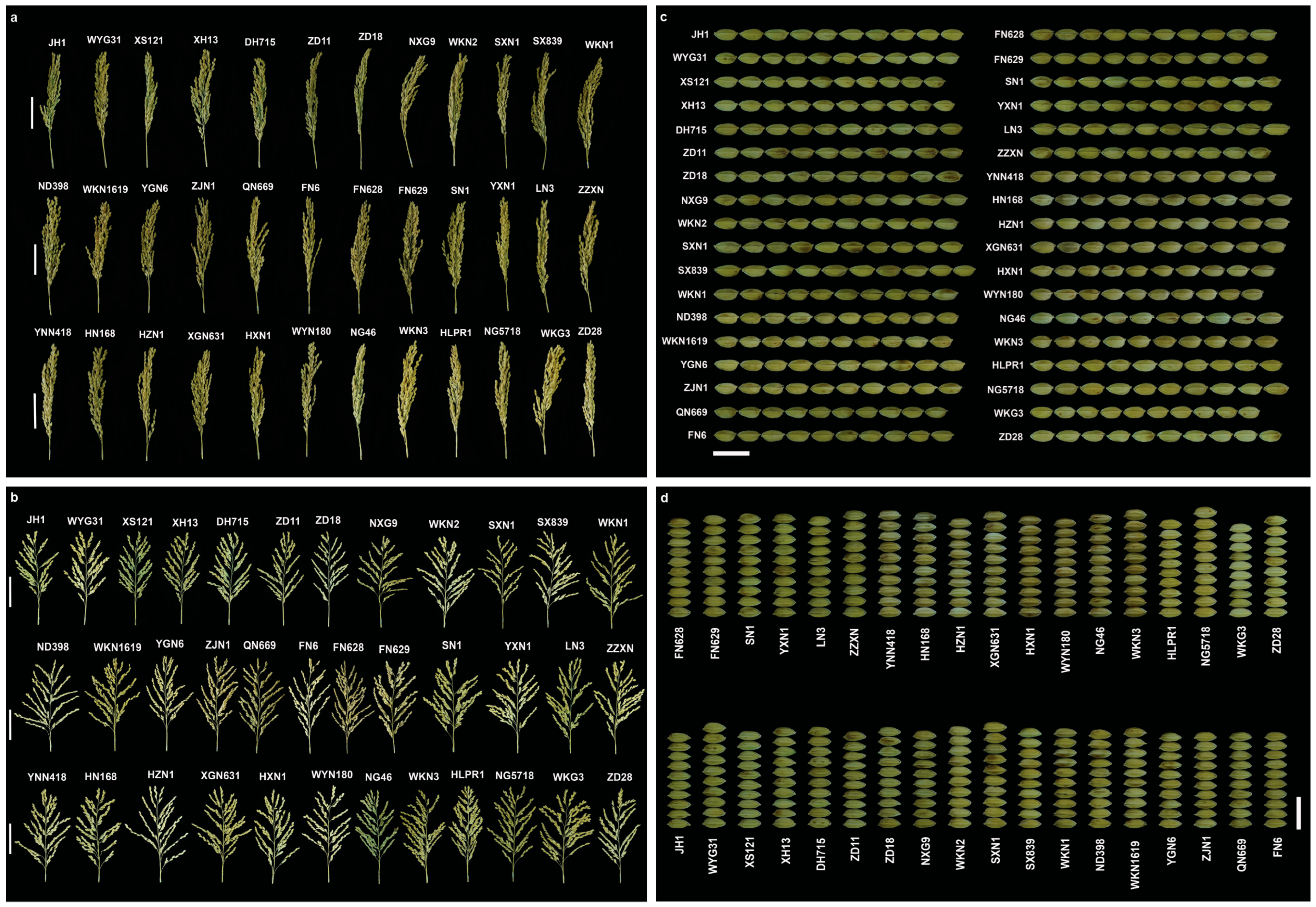 Agronomy 15 01409 g004