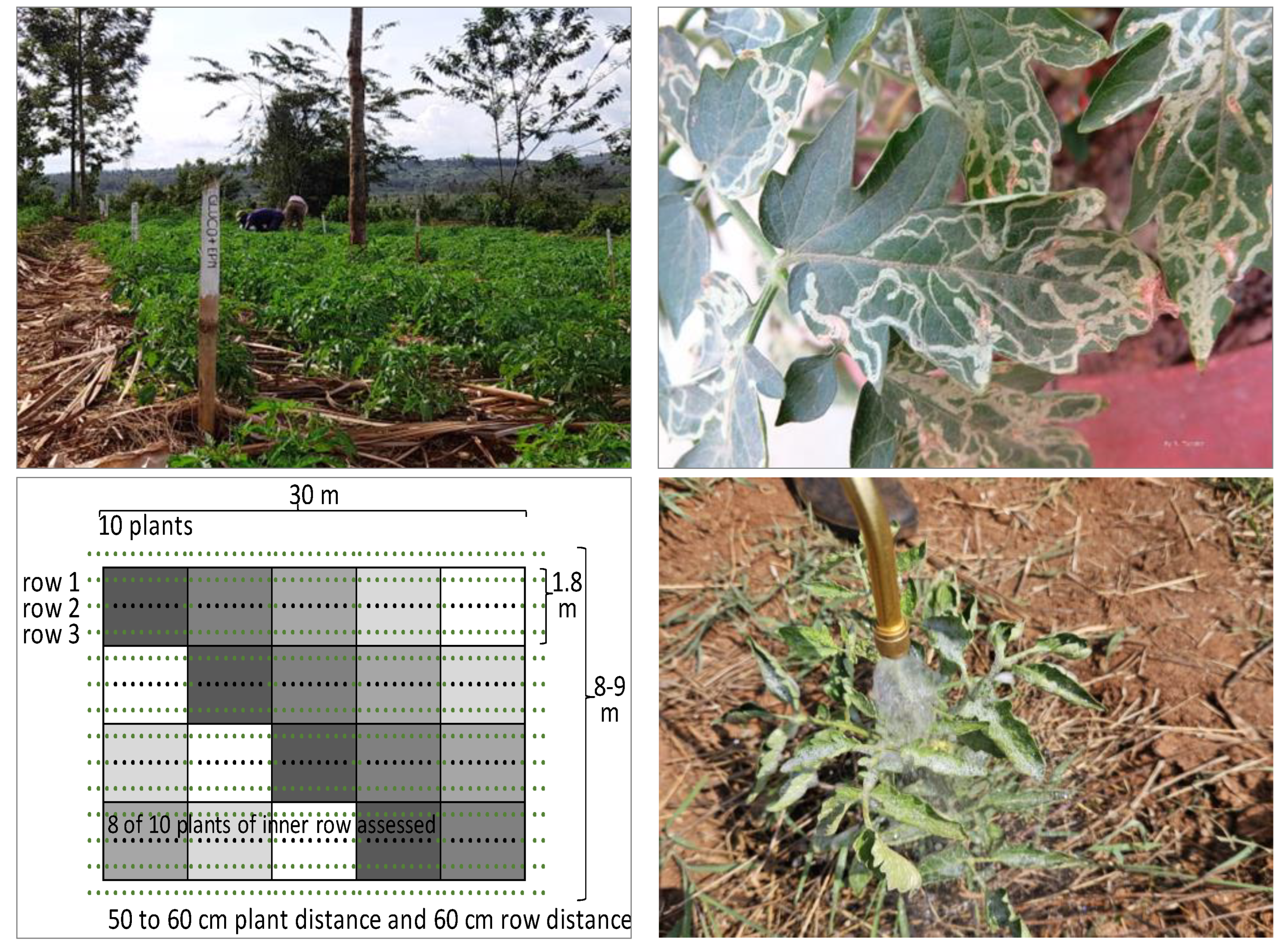 Agronomy 15 01417 g002