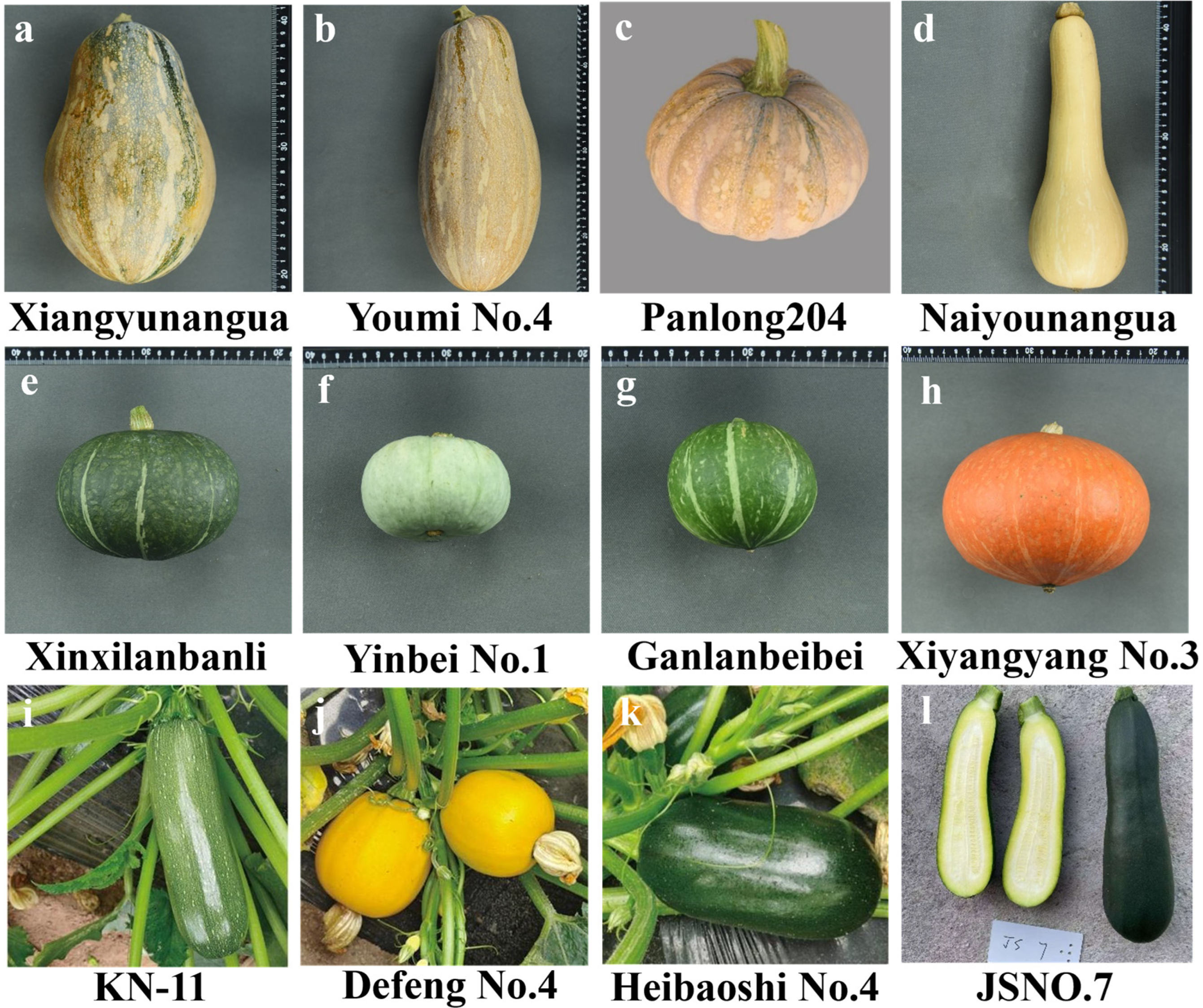 海外ブランド通販 公式サイト Diversity Genetic and Identification Analysis Cucurbita of クレンジング・メイク落とし