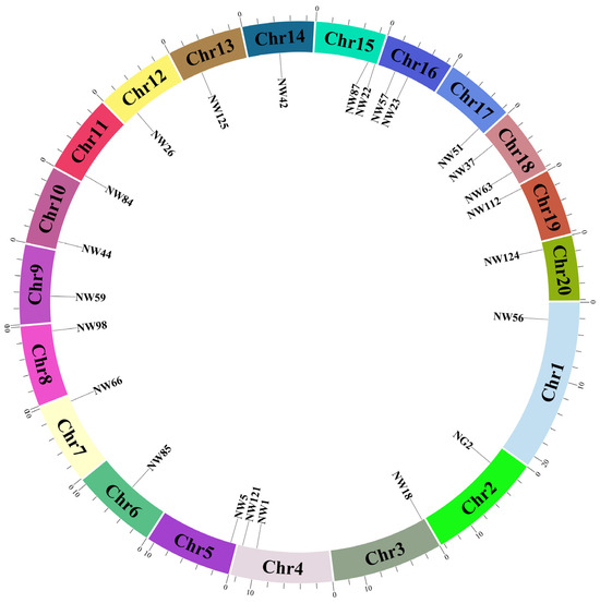 Identification and Genetic Diversity Analysis of Cucurbita