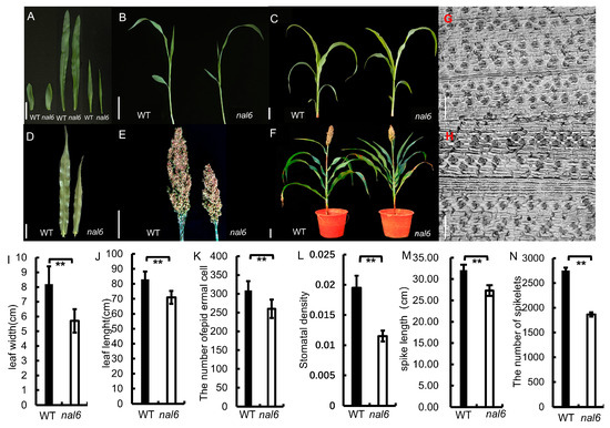 Transcriptome Differential Expression Regulation Analysis of